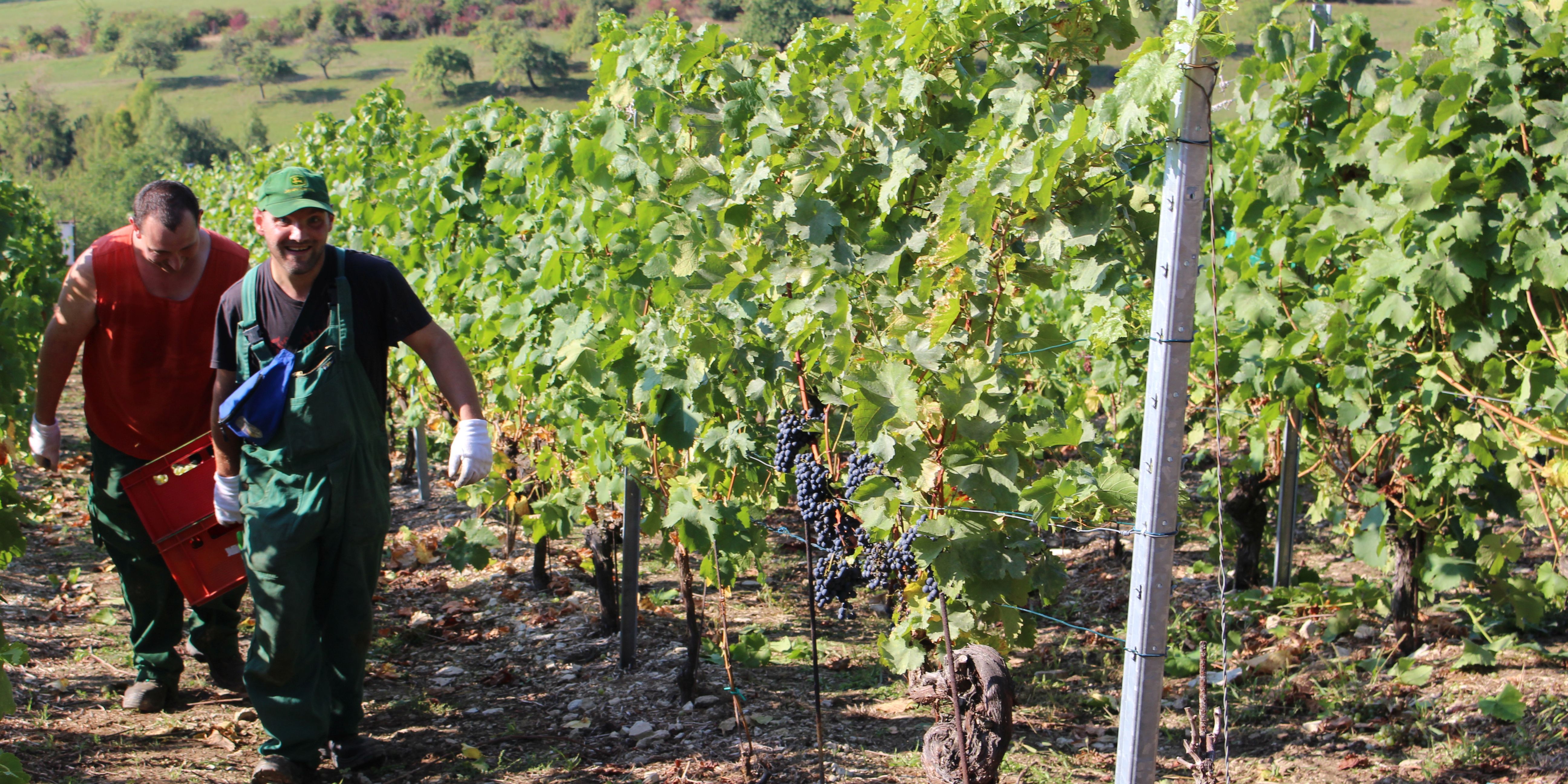 Wein vom Jenaer Käuzchenberg Wein vom Jenaer Käuzchenberg