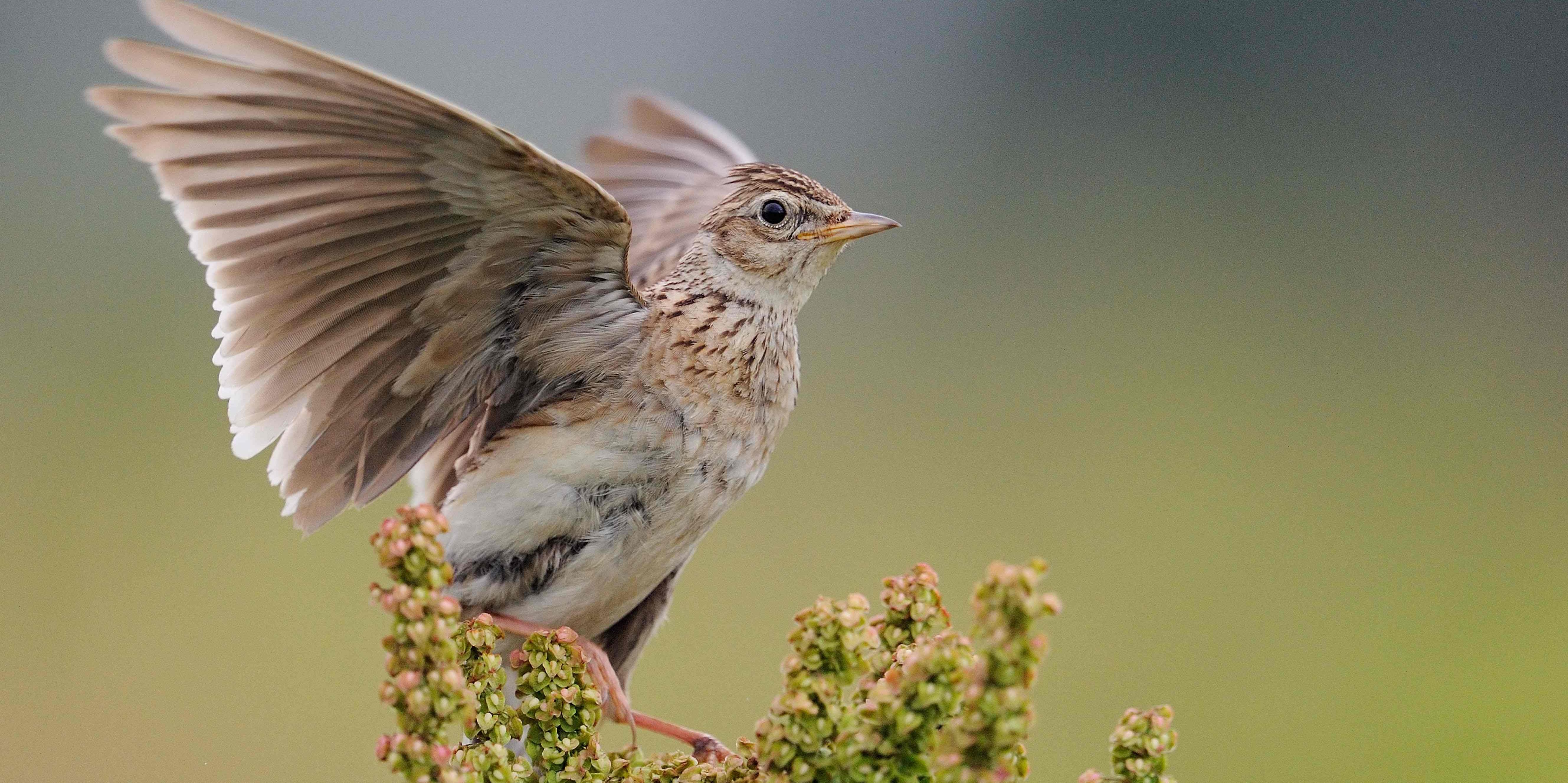 Feldlerche ist „Vogel des Jahres 2019“ Feldlerche ist „Vogel des Jahres 2019“