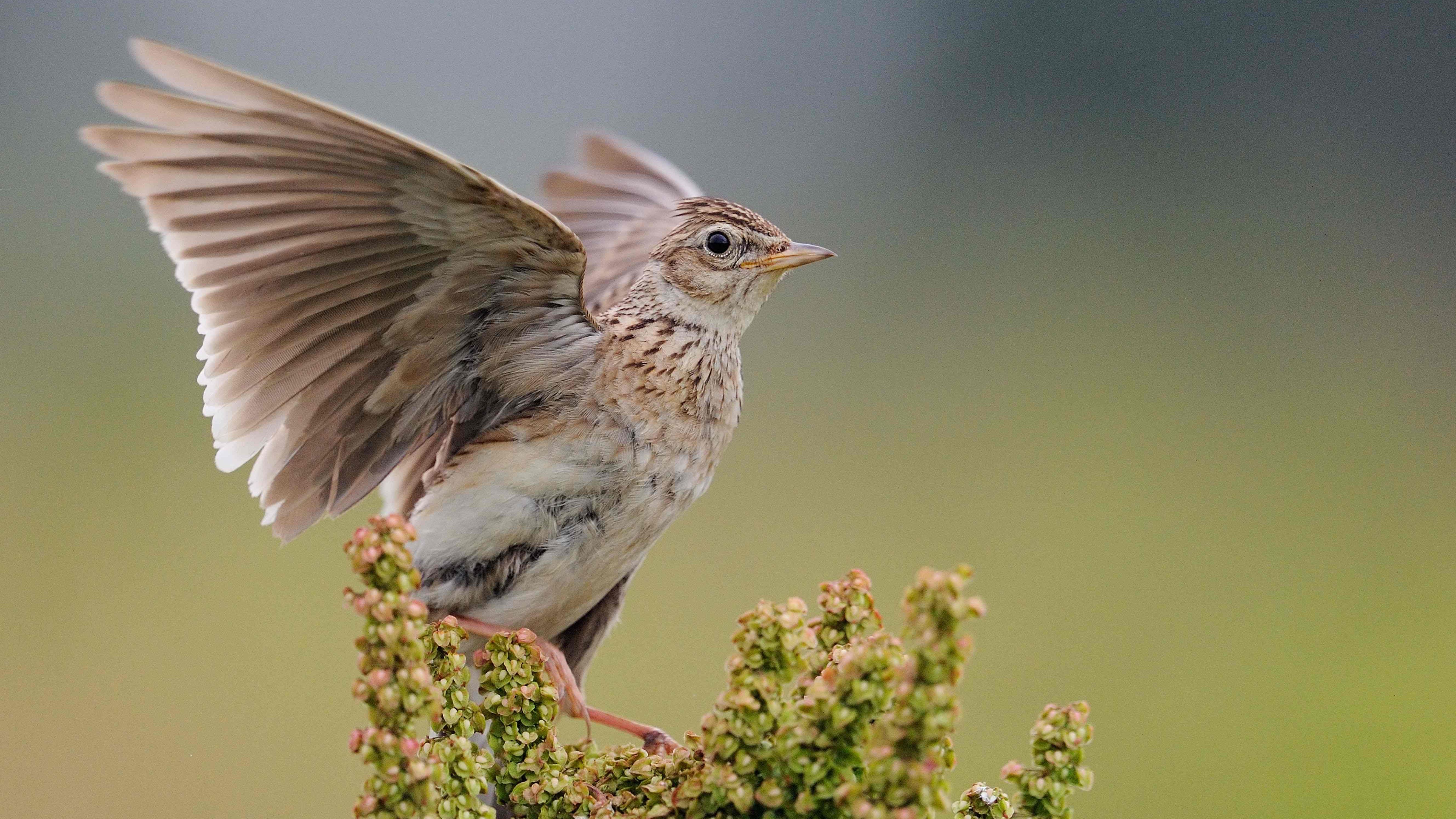 Feldlerche ist „Vogel des Jahres 2019“  