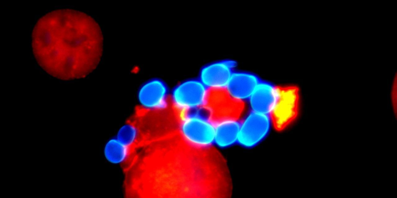 Pilz schlägt sich mit eigenen Waffen