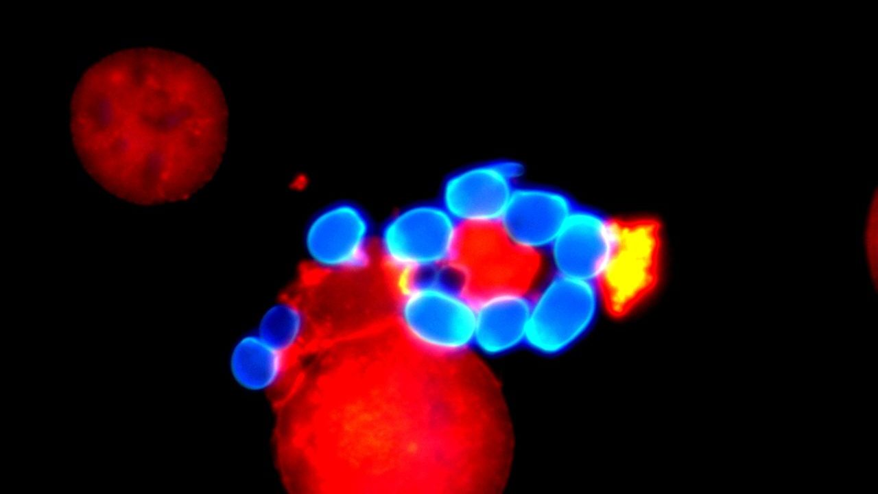 Pilz schlägt sich mit eigenen Waffen