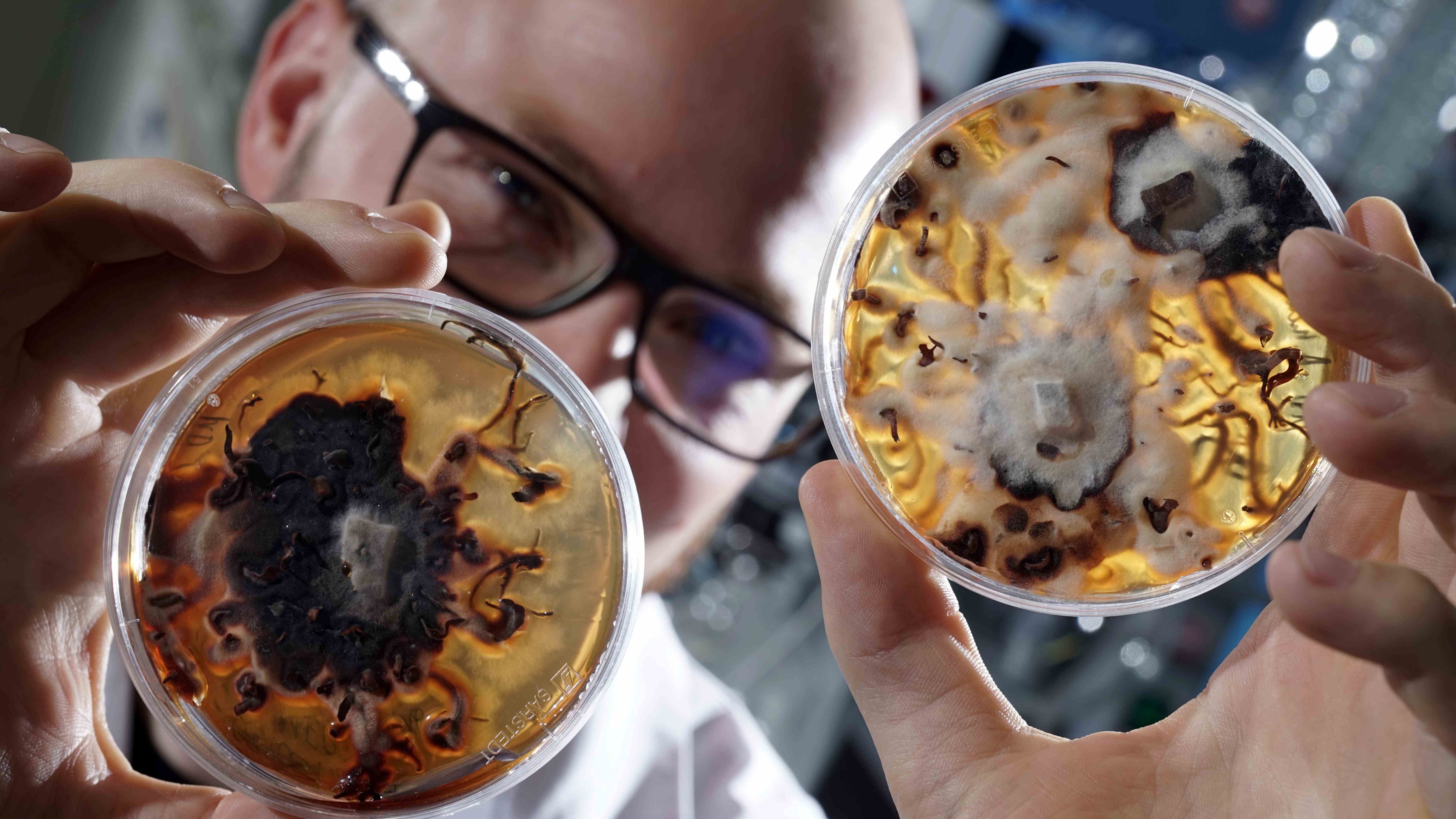 Hallimasch-Pilz zur Bekämpfung von Entzündungen