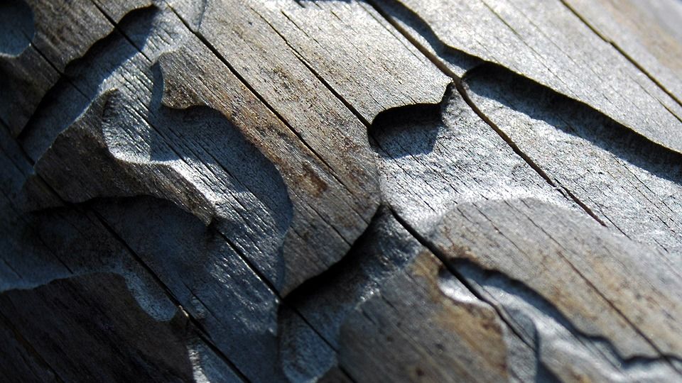 Borkenkäferplage auch auf DBU-Naturerbefläche