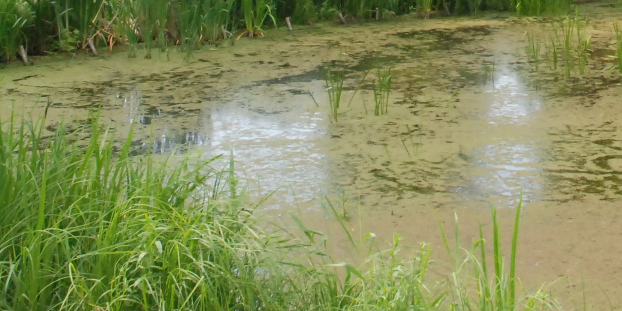 Quellteich „Erlkönig“ wird entschlammt