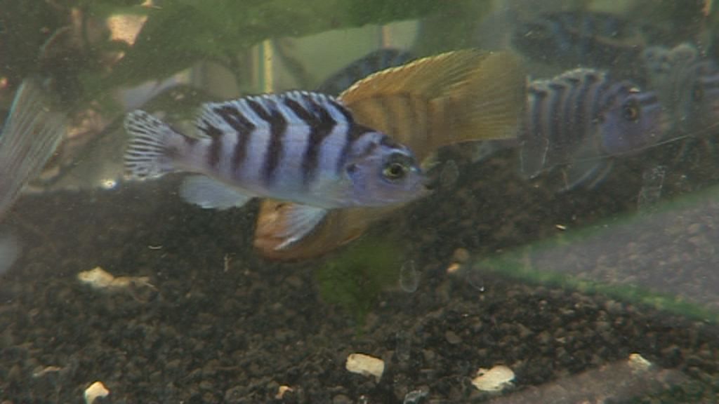 Zierfisch- und Wasserpflanzenbörse am Samstag