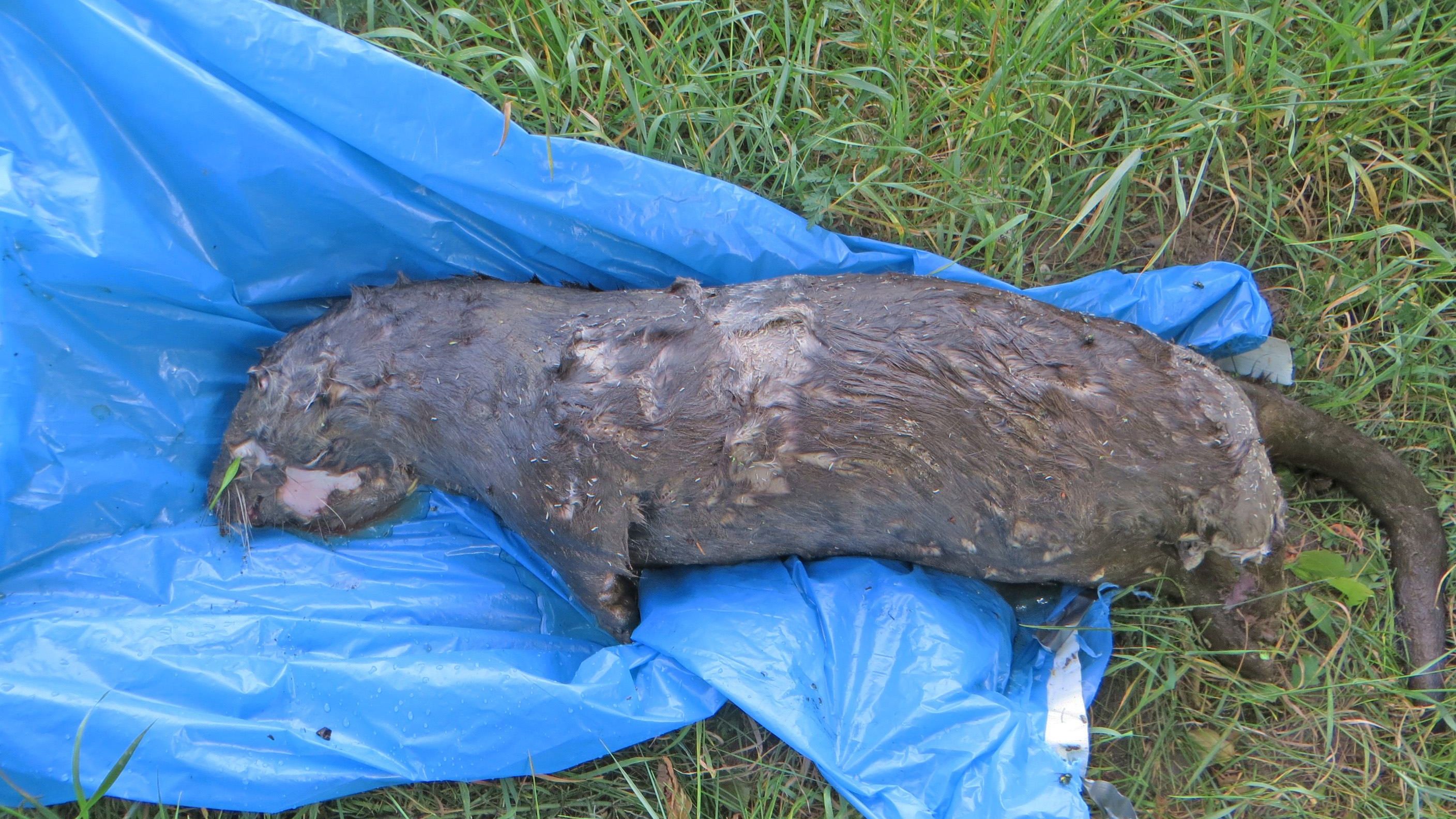 Fischotter durch Schrotkugel getötet