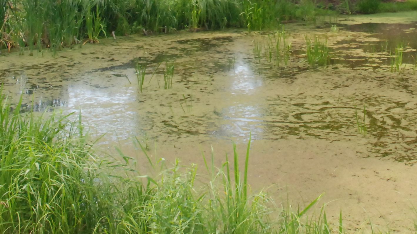 Quellteich „Erlkönig“ wird entschlammt