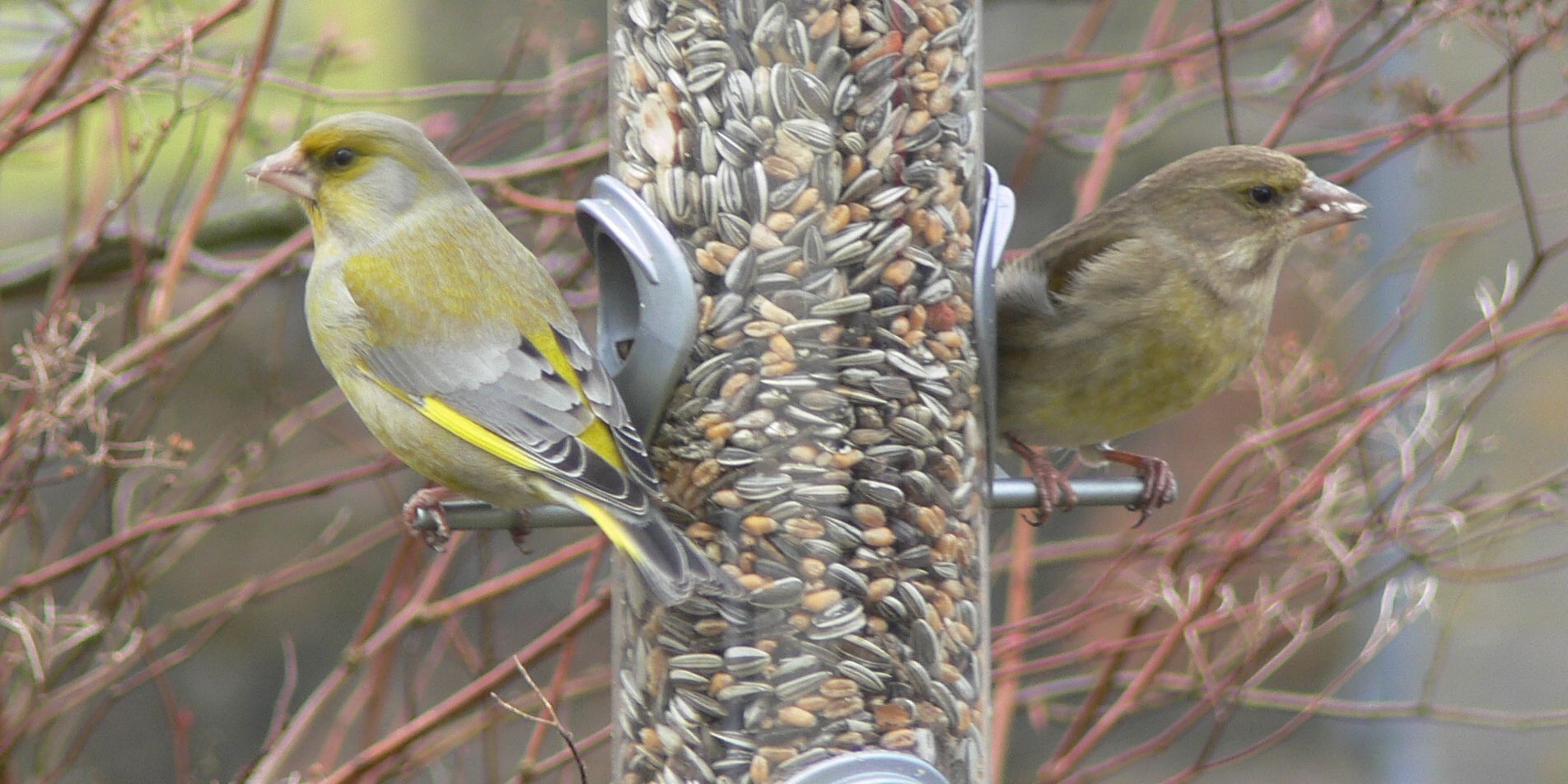 NABU: Wieder „Stunde der Wintervögel“