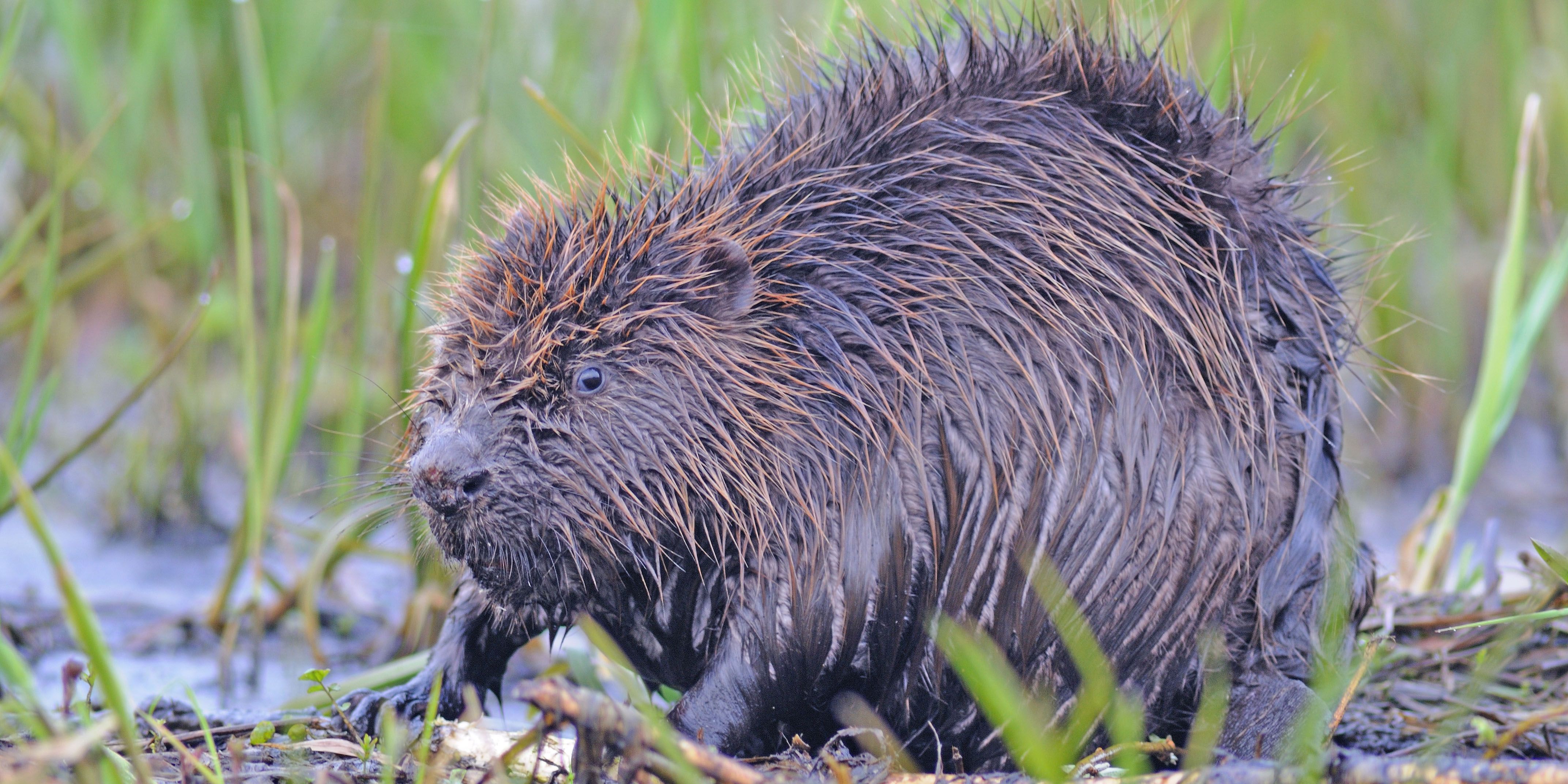 Weiterer Ausbau des Bibermanagements 