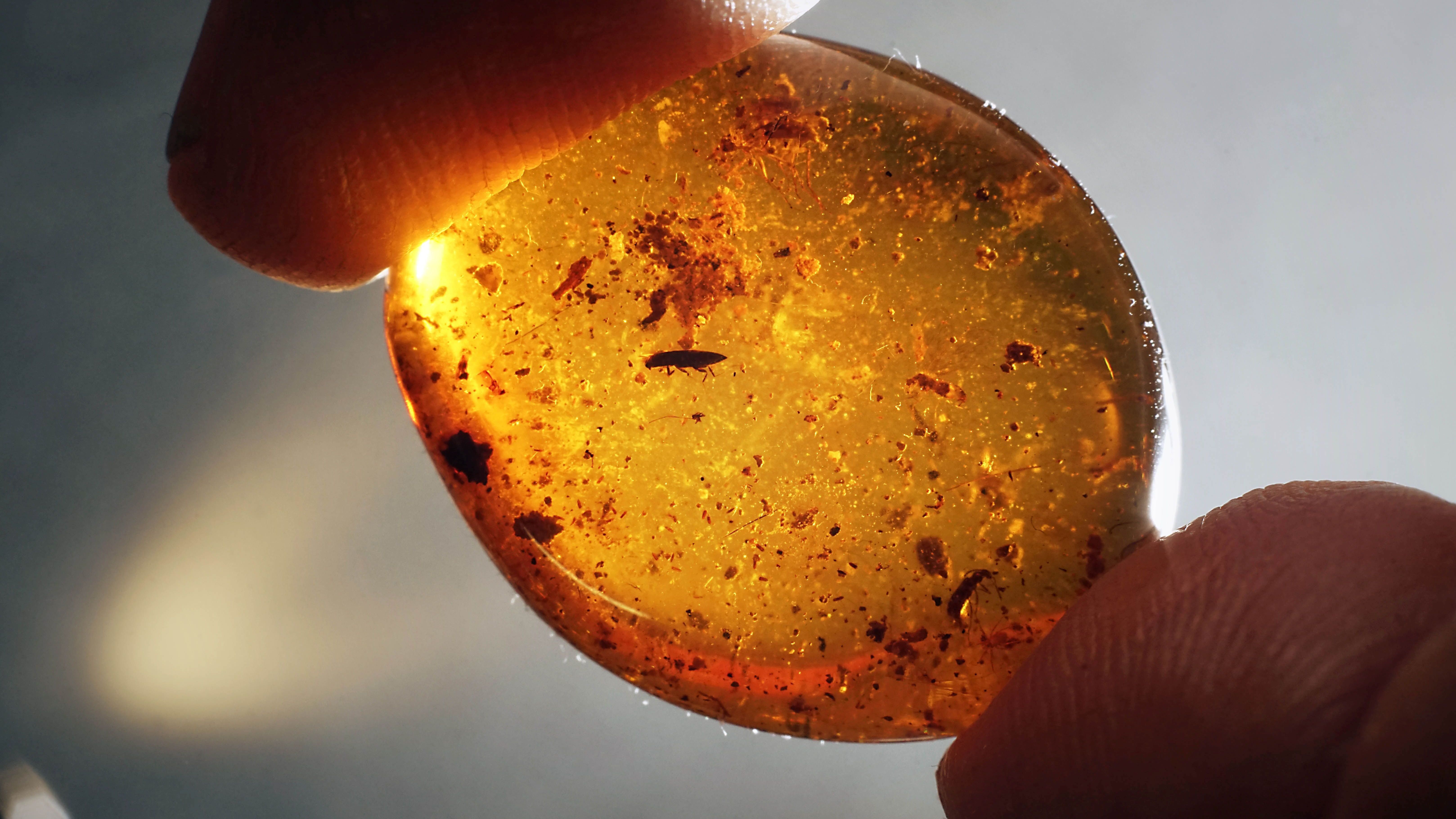 Frühester Beweis für Parasitismus bei Fächerflüglern   