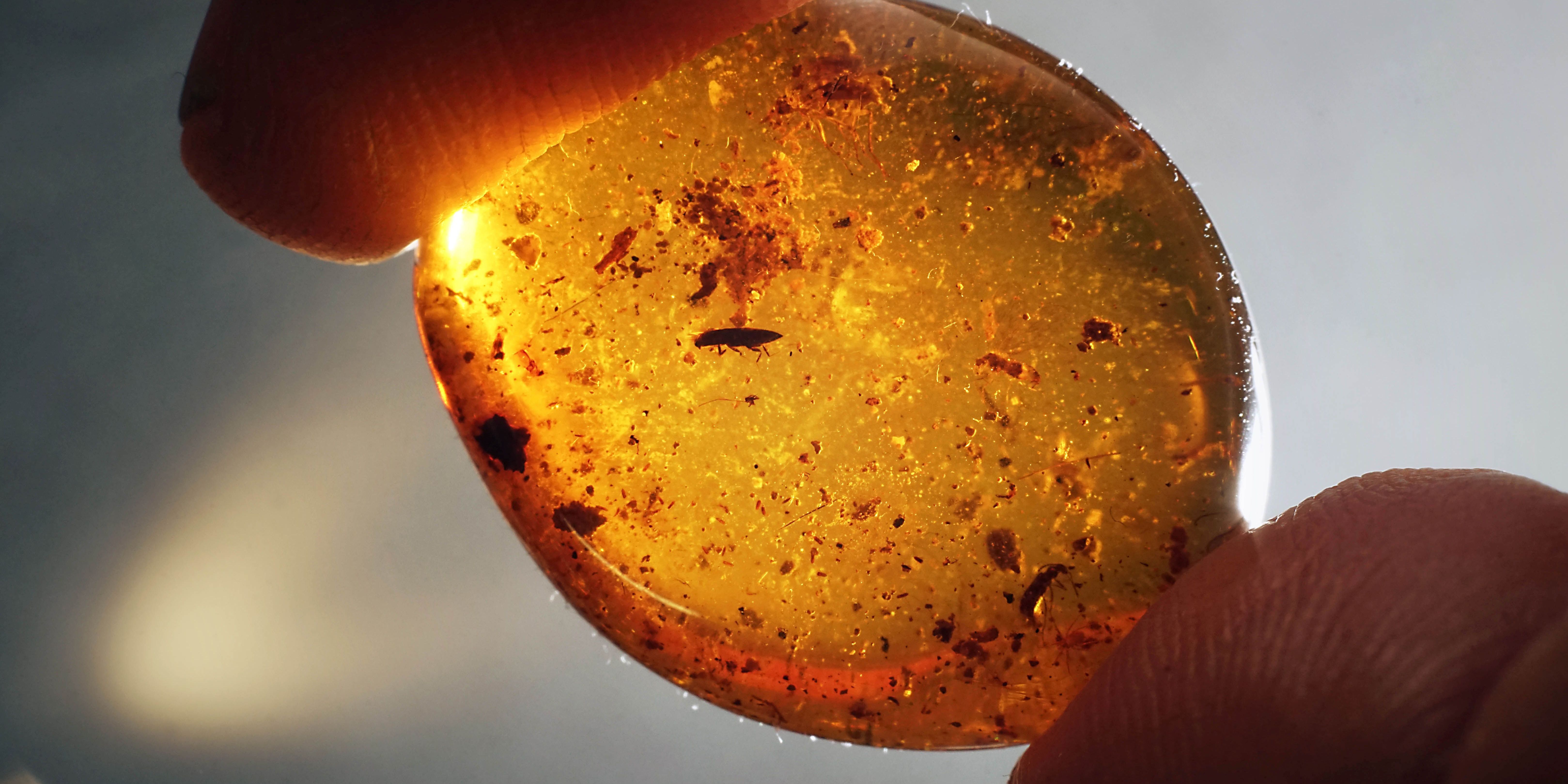 Frühester Beweis für Parasitismus bei Fächerflüglern   