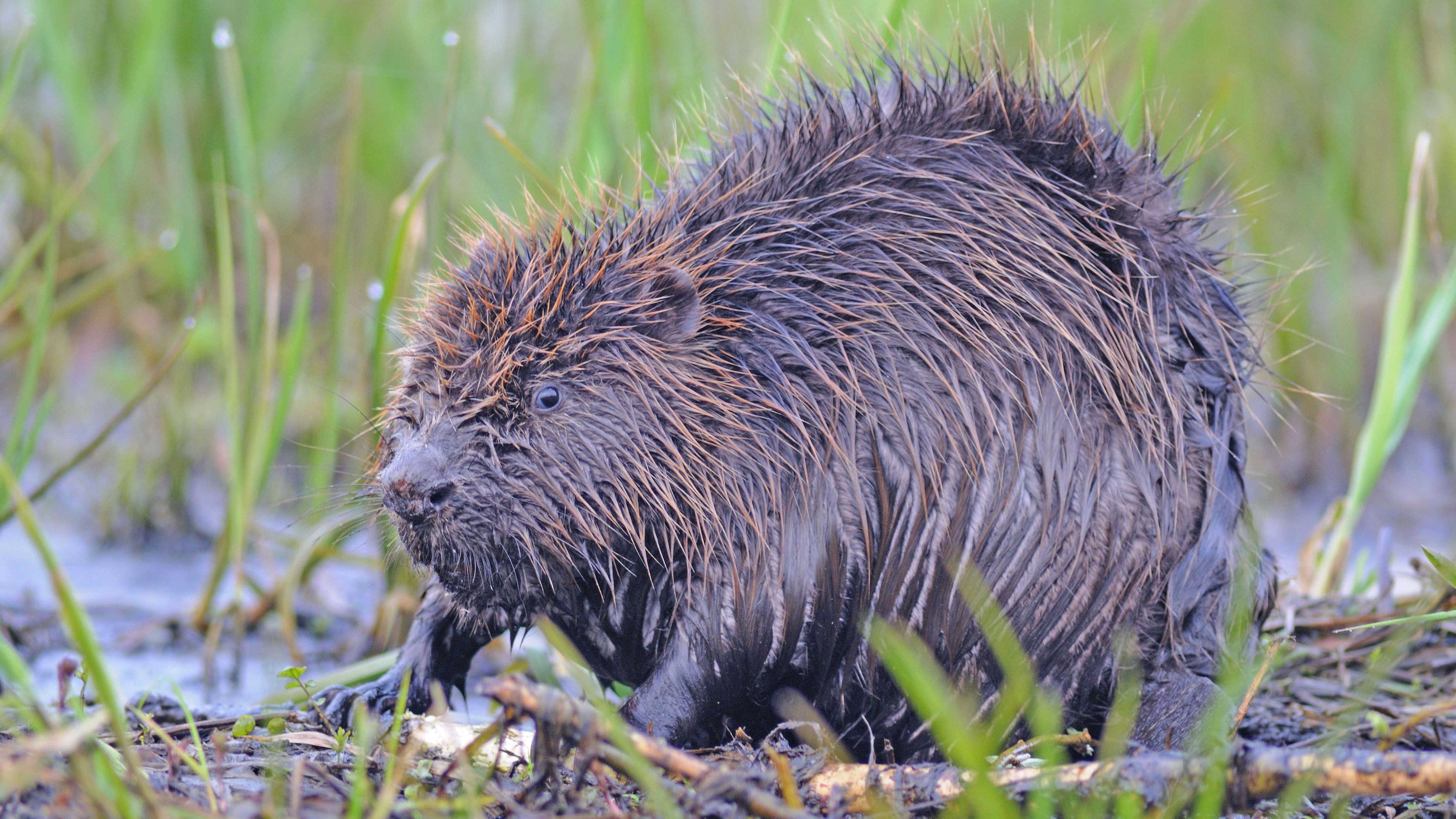 Weiterer Ausbau des Bibermanagements 