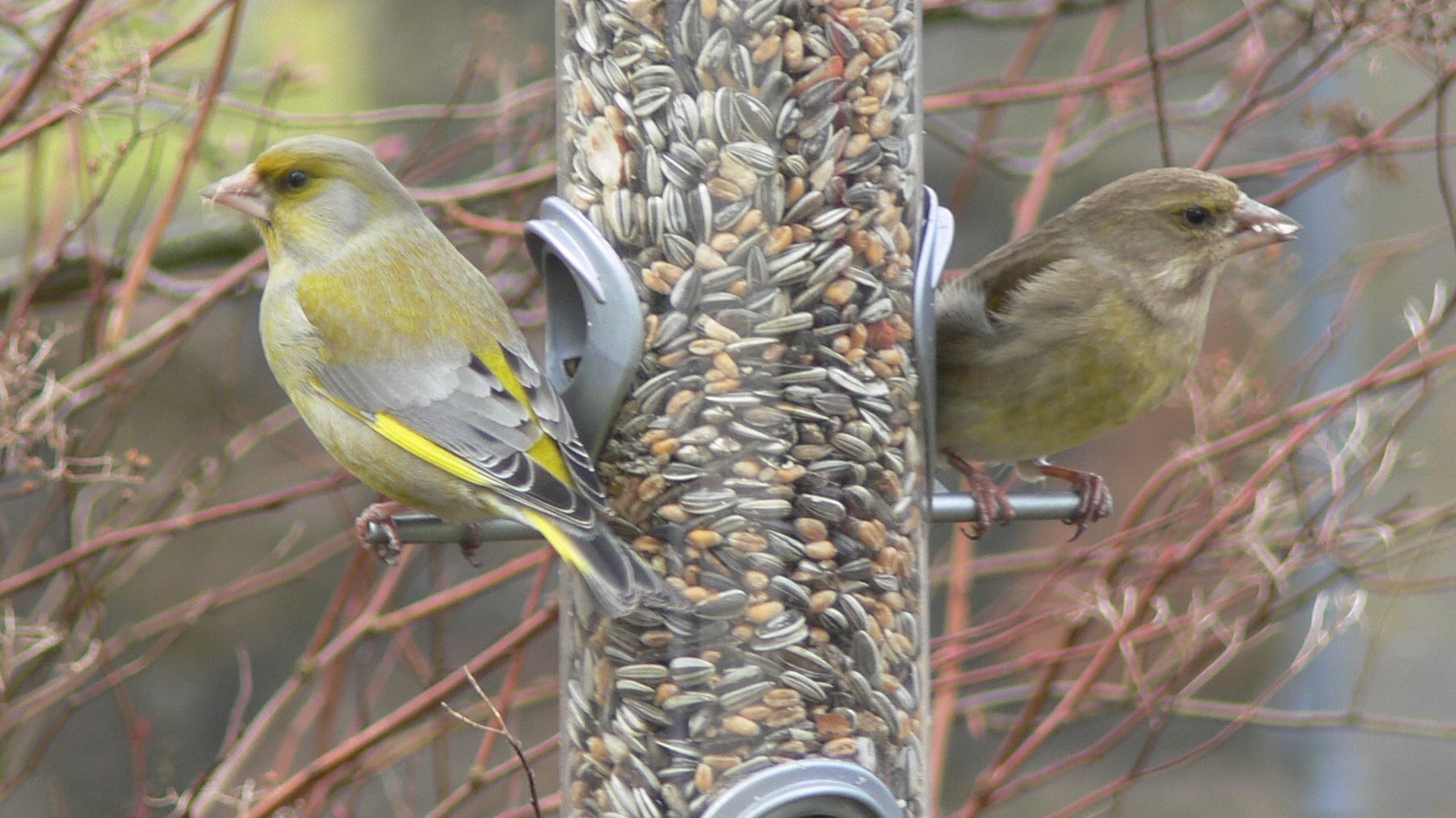 NABU: Wieder „Stunde der Wintervögel“