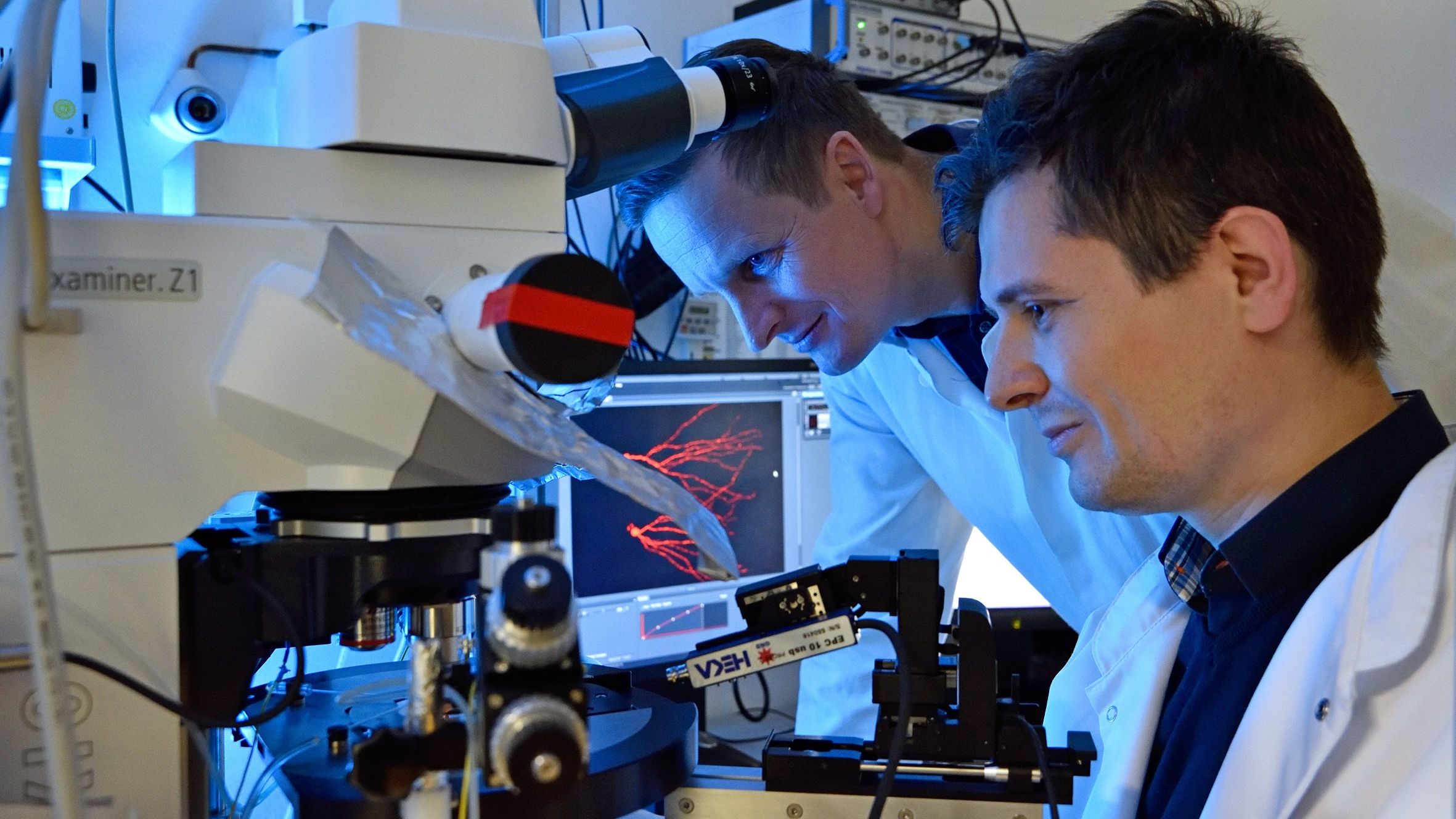 Nach Schlaganfall: Mehr neue Nervenzellen, aber gestörte Funktion im Hippocampus