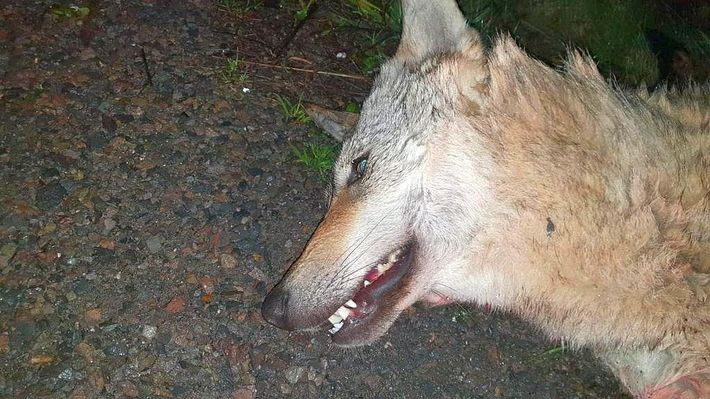 Wolf in Ostthüringen auf A 9 überfahren