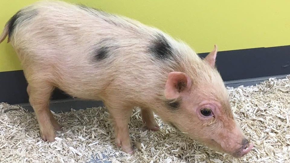 Tierheim Gera sucht Besitzer von Fund-Schweinchen Bärbel
