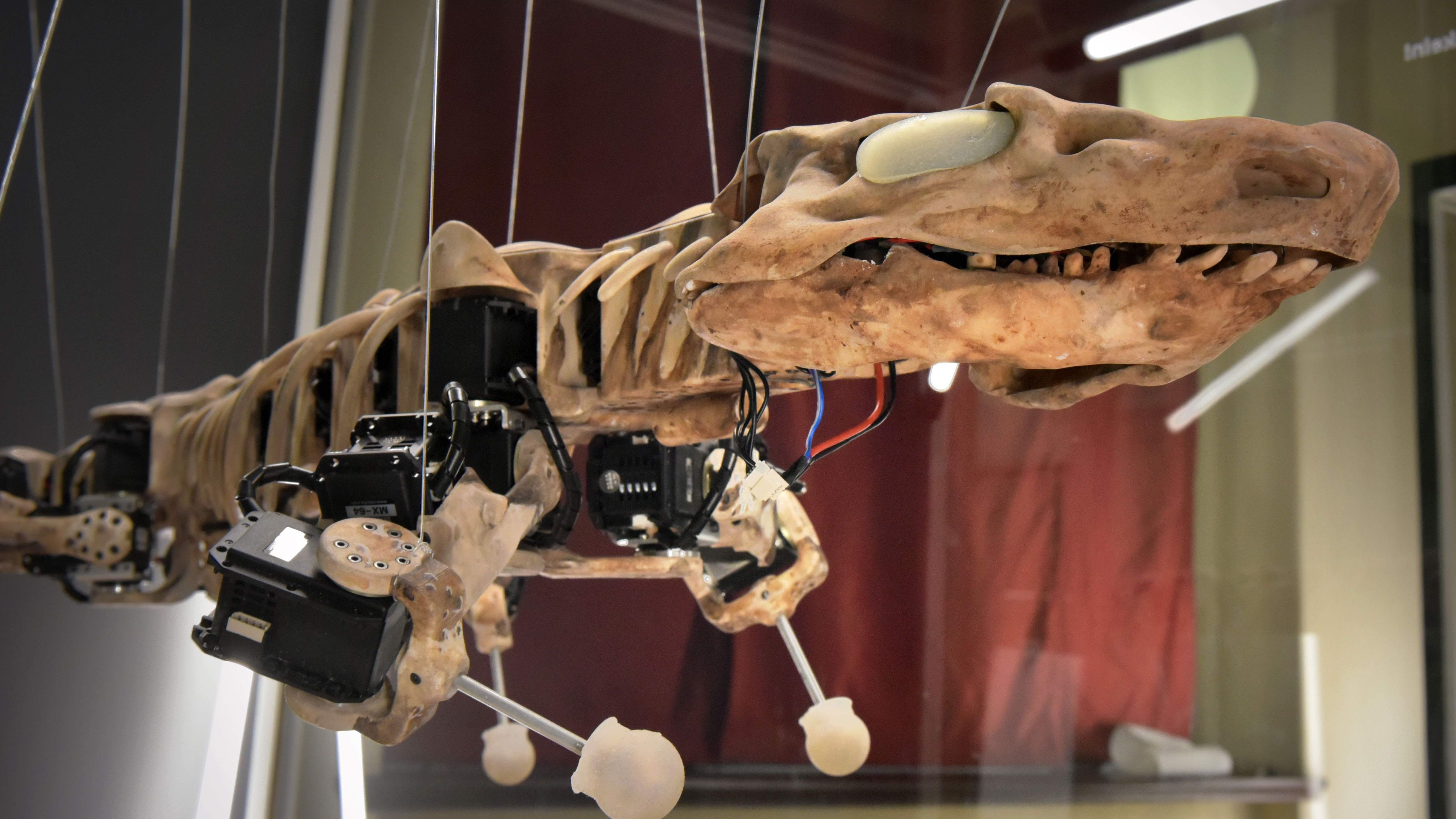 Vom Fossil zum Roboter und zurück