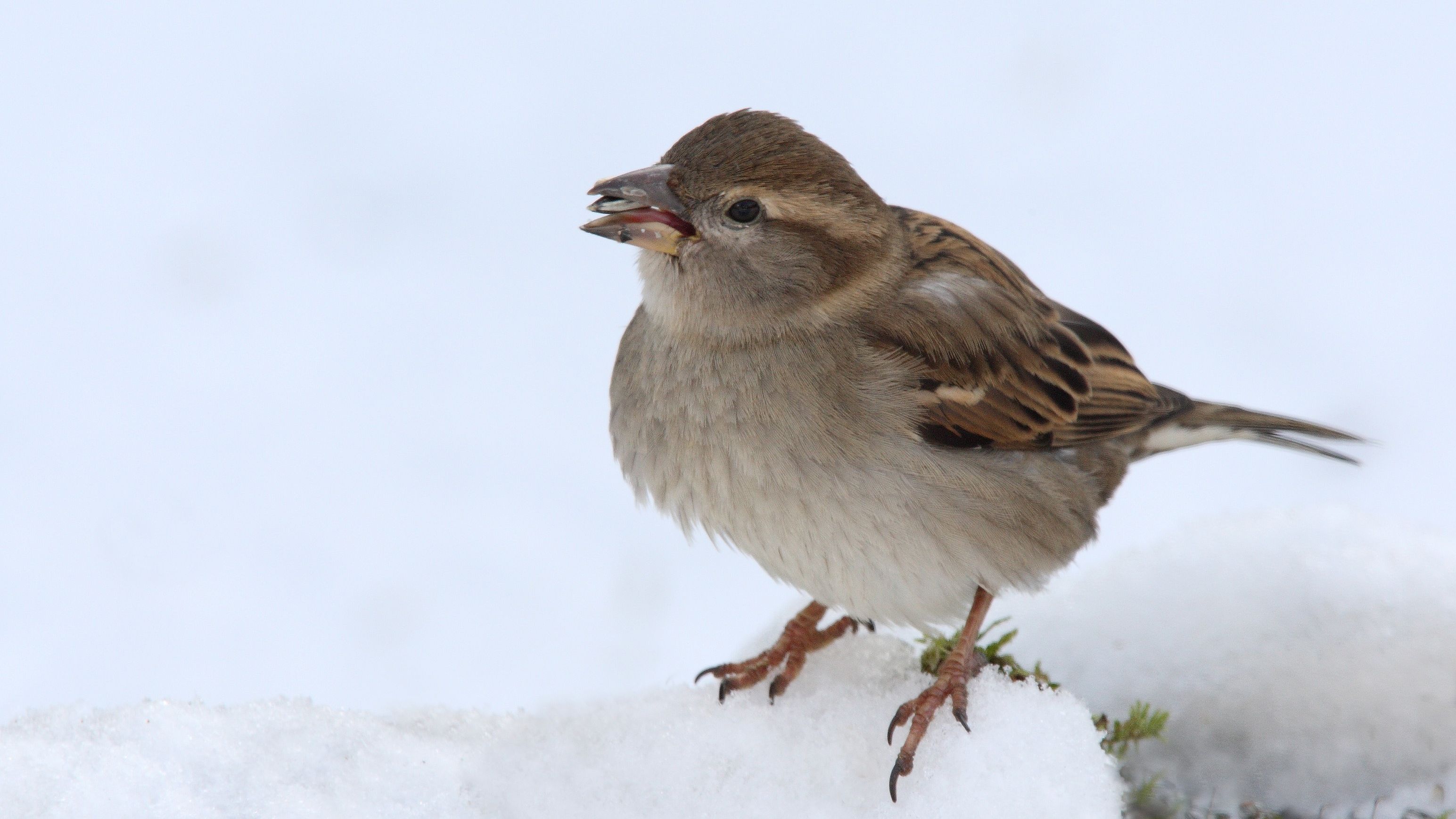 Ergebnisse der Wintervögel 2019 veröffentlicht
