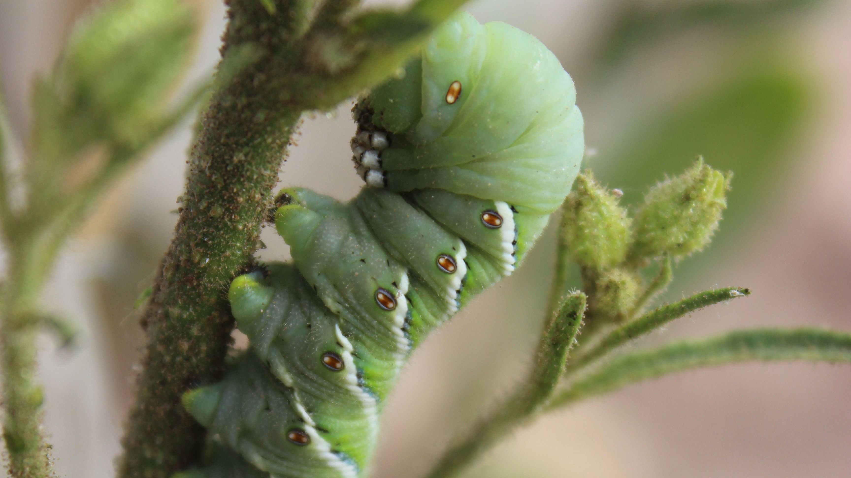 Natürliche Verteidigung von Pflanzen