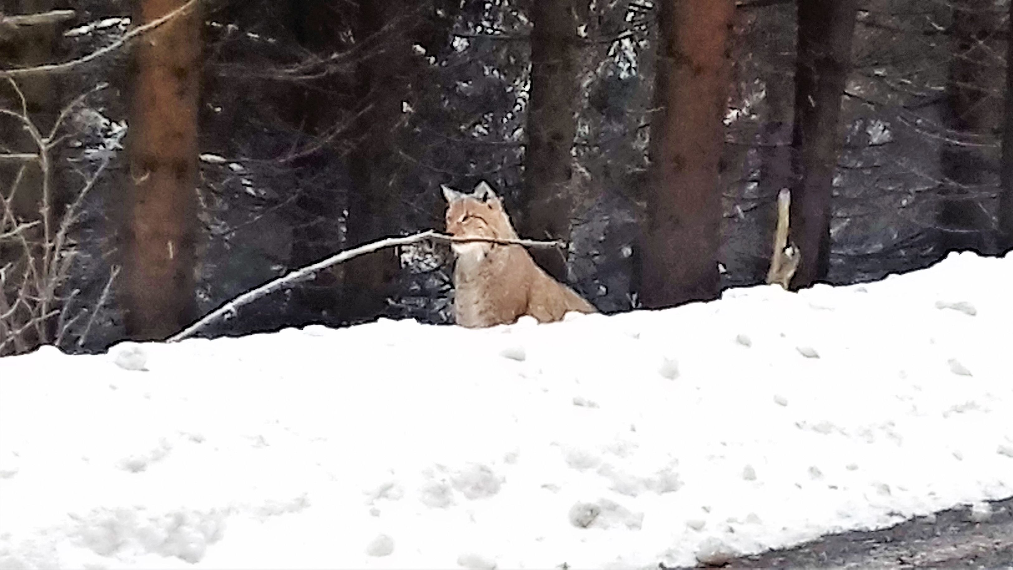 Luchs nahe Ilmenau gesichtet