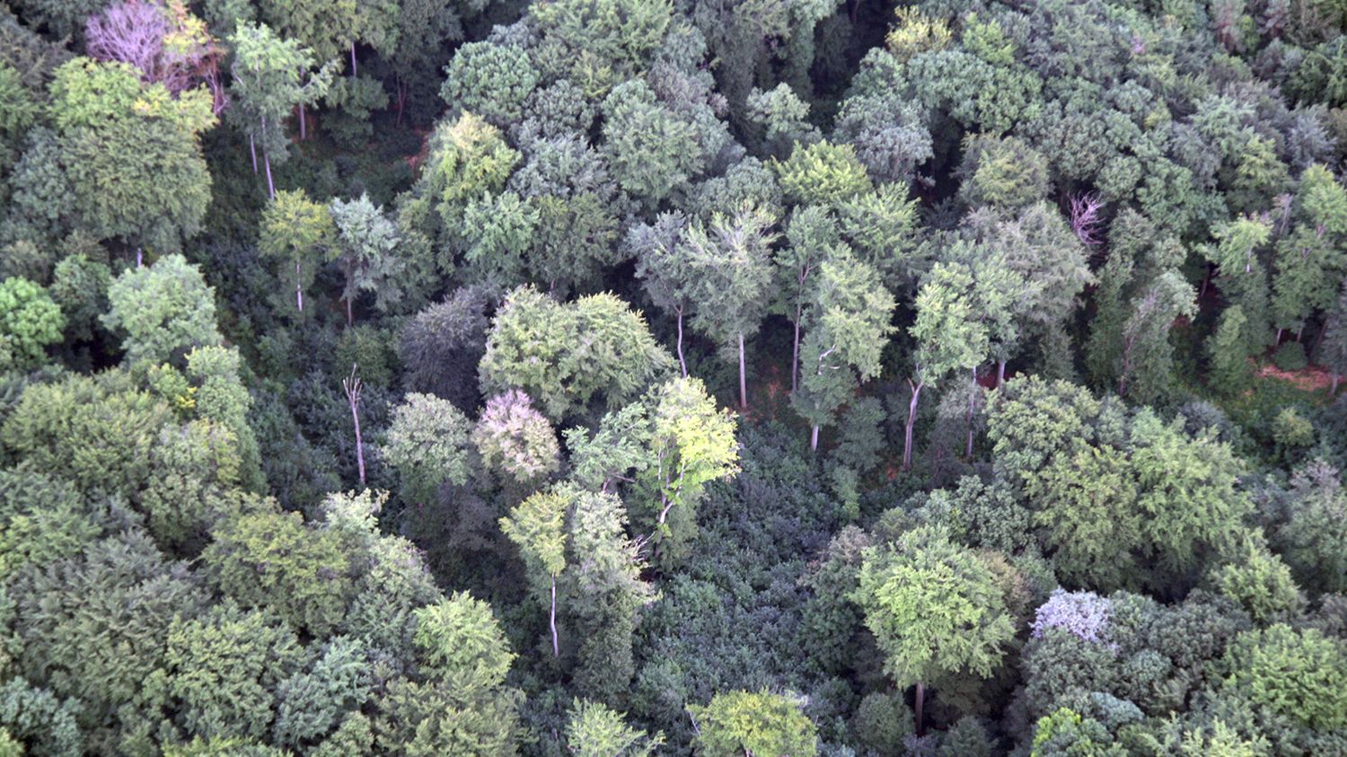 Schutzgemeinschaft Deutscher Wald gewachsen