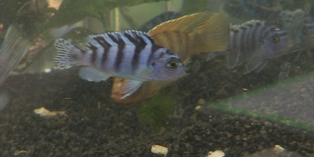 Zierfisch- und Wasserpflanzenbörse bei OBI Zierfisch- und Wasserpflanzenbörse bei OBI