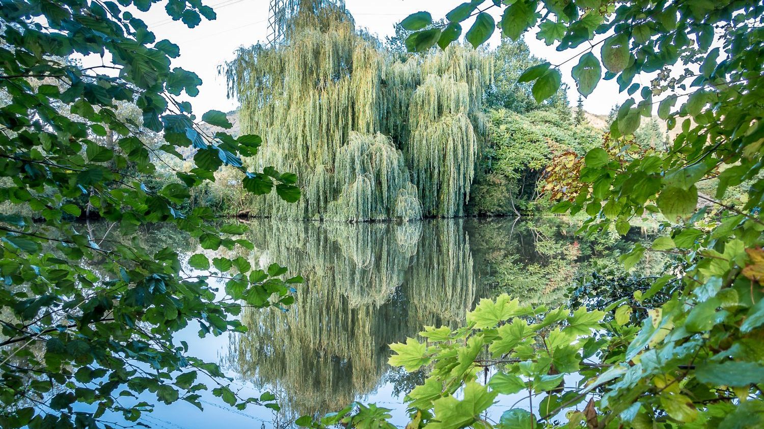 NABU Thüringen fordert Maßnahmen zum Schutz von Flussauen