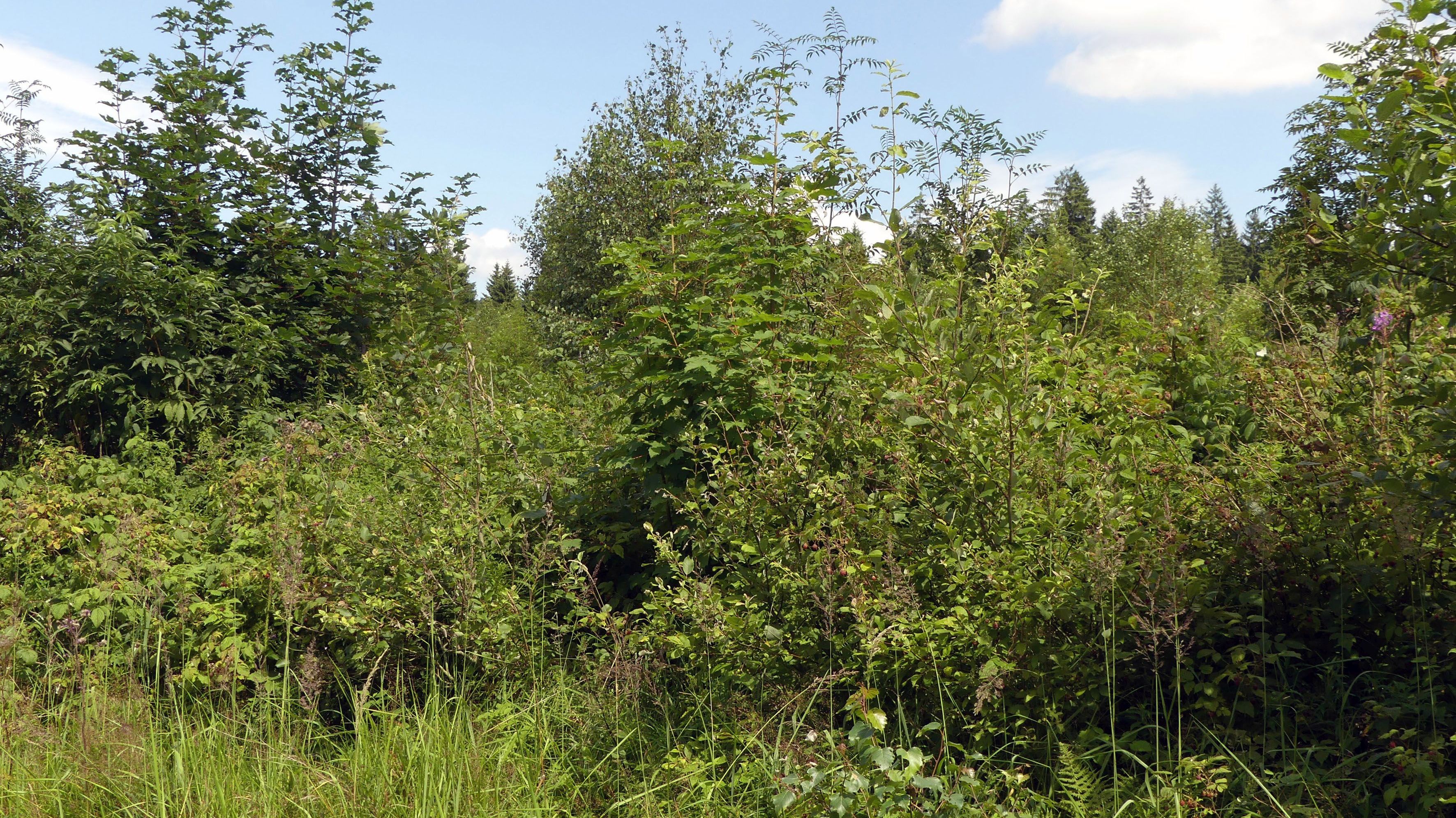 Wald auf Klimawandel vorbereiten   