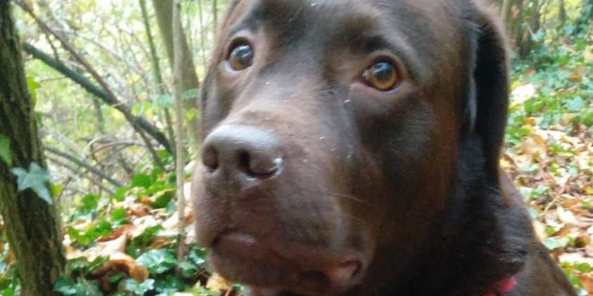 Mensch und Hund in der Natur