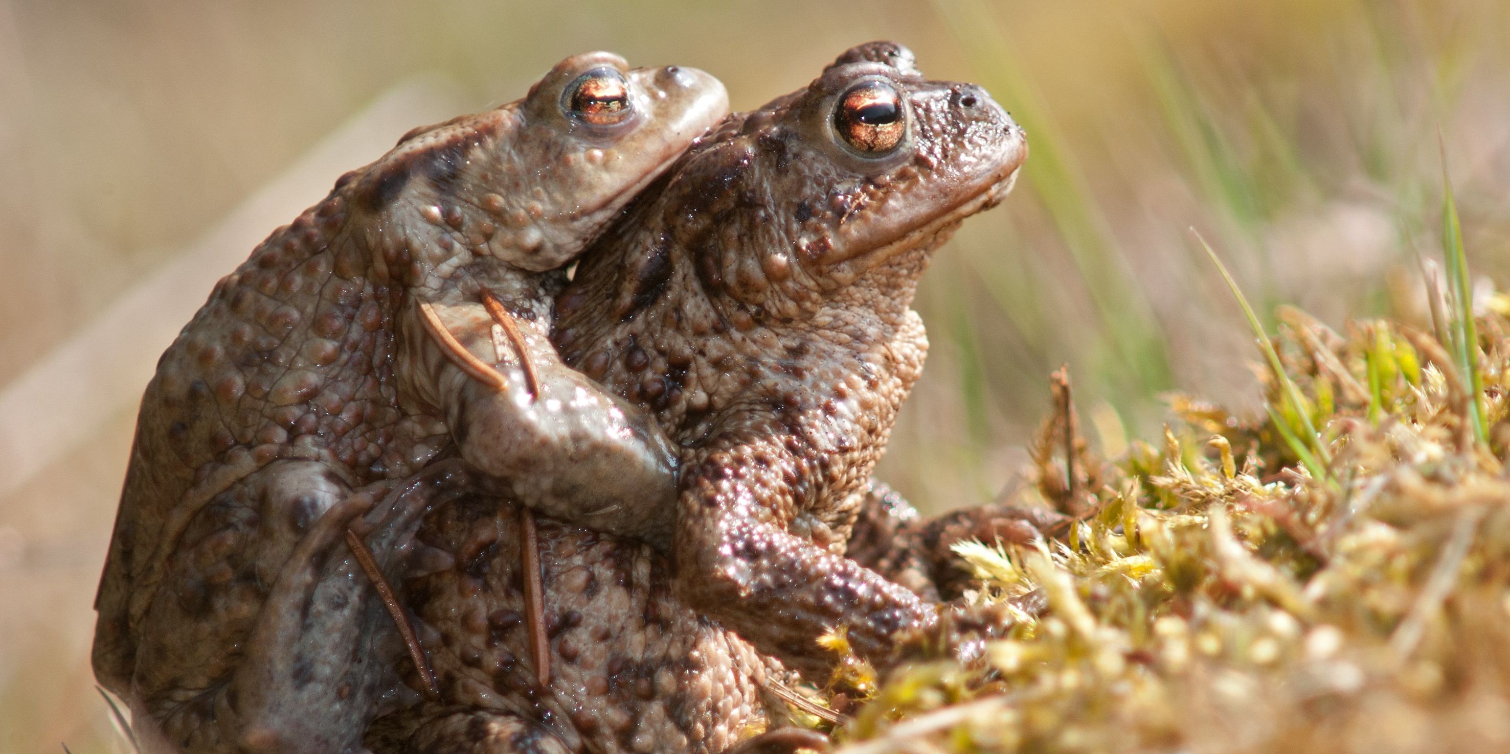 Vorsicht: Amphibienwanderung beginnt