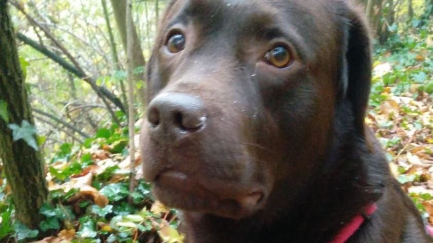 Mensch und Hund in der Natur