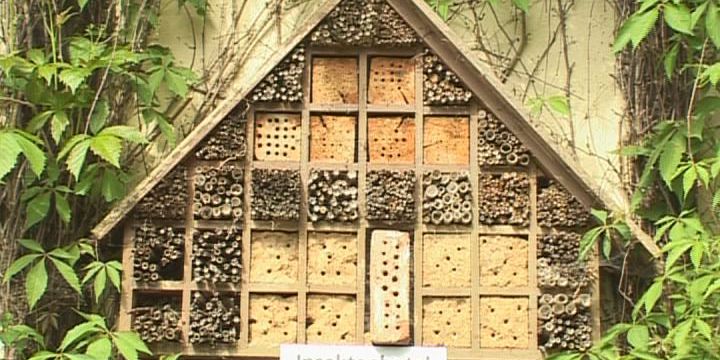 Öffentlicher BUND-Abend: Lebensraum für Insekten 