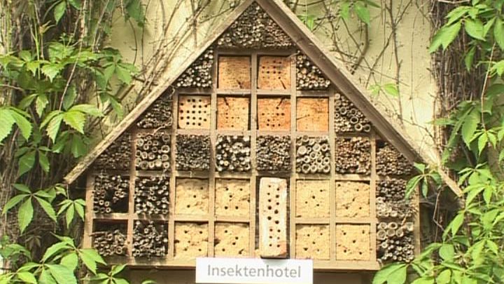 Öffentlicher BUND-Abend: Lebensraum für Insekten 