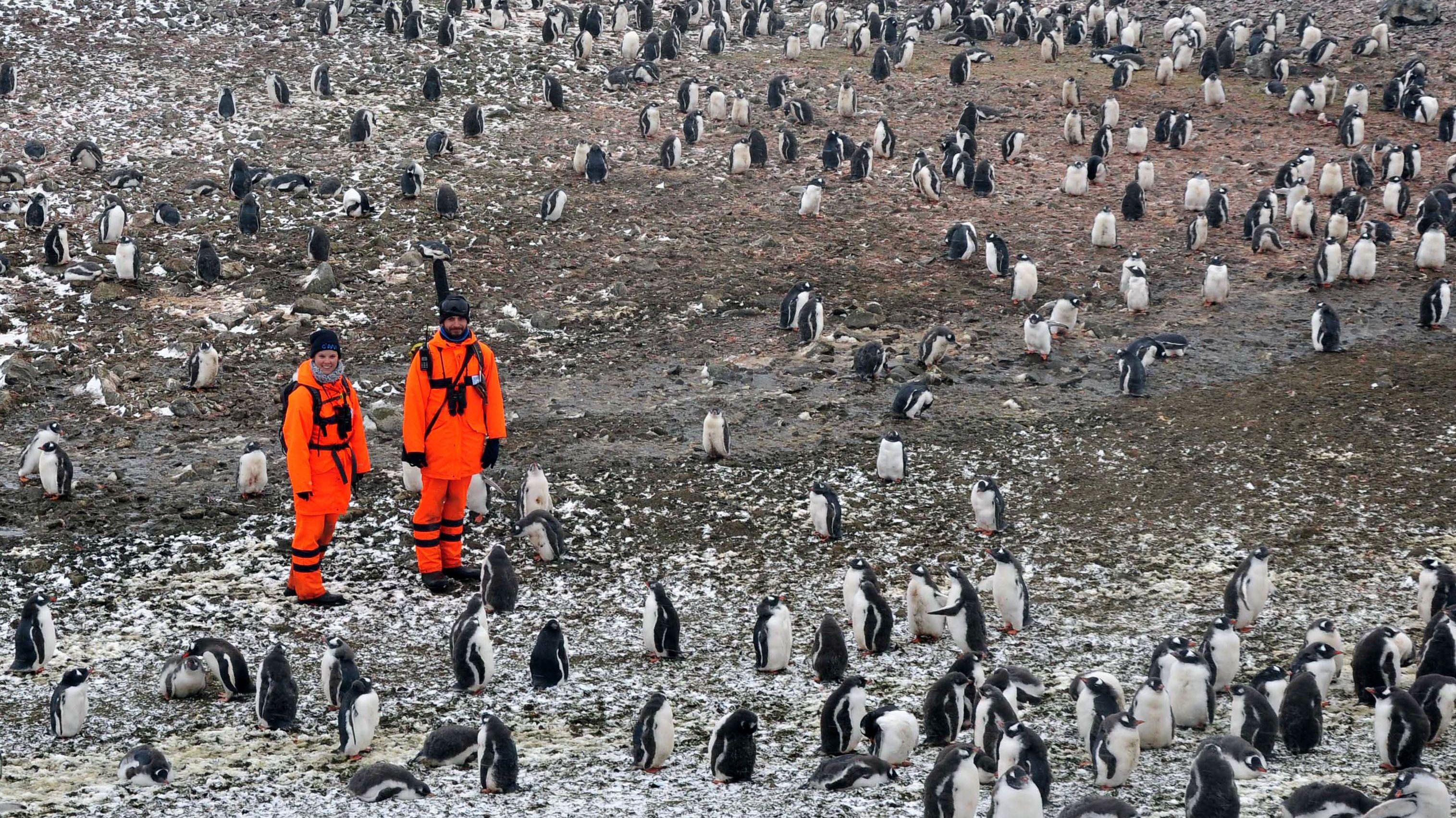 Antarktis: Grüne Wiese statt Eisdecke