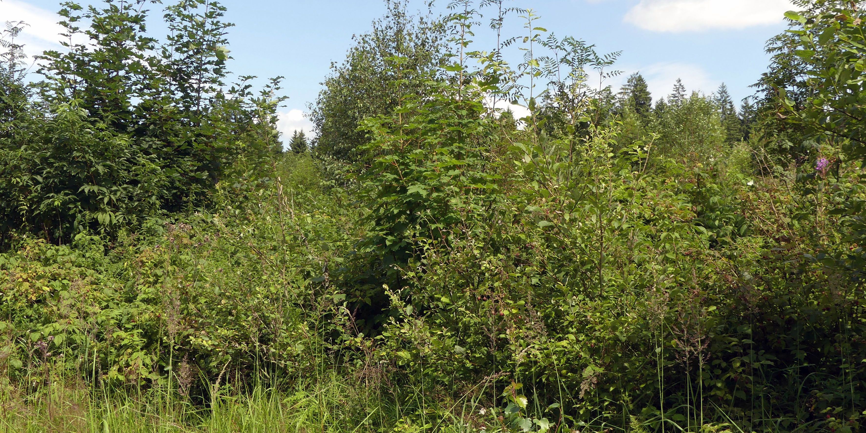 Wald auf Klimawandel vorbereiten   
