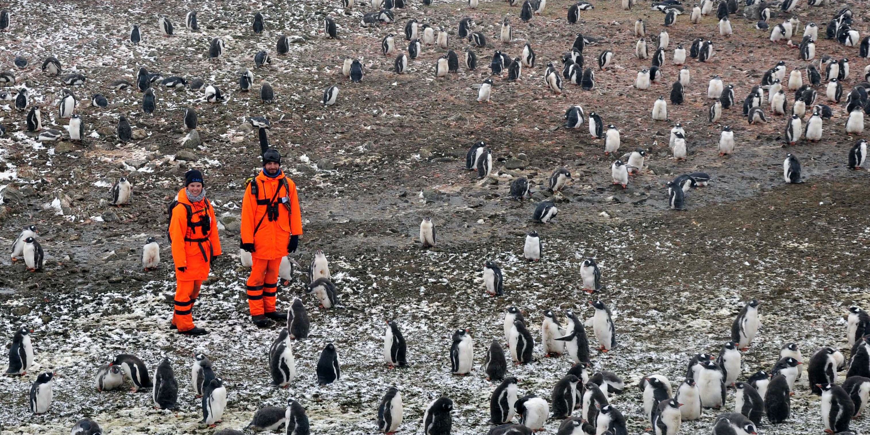 Antarktis: Grüne Wiese statt Eisdecke