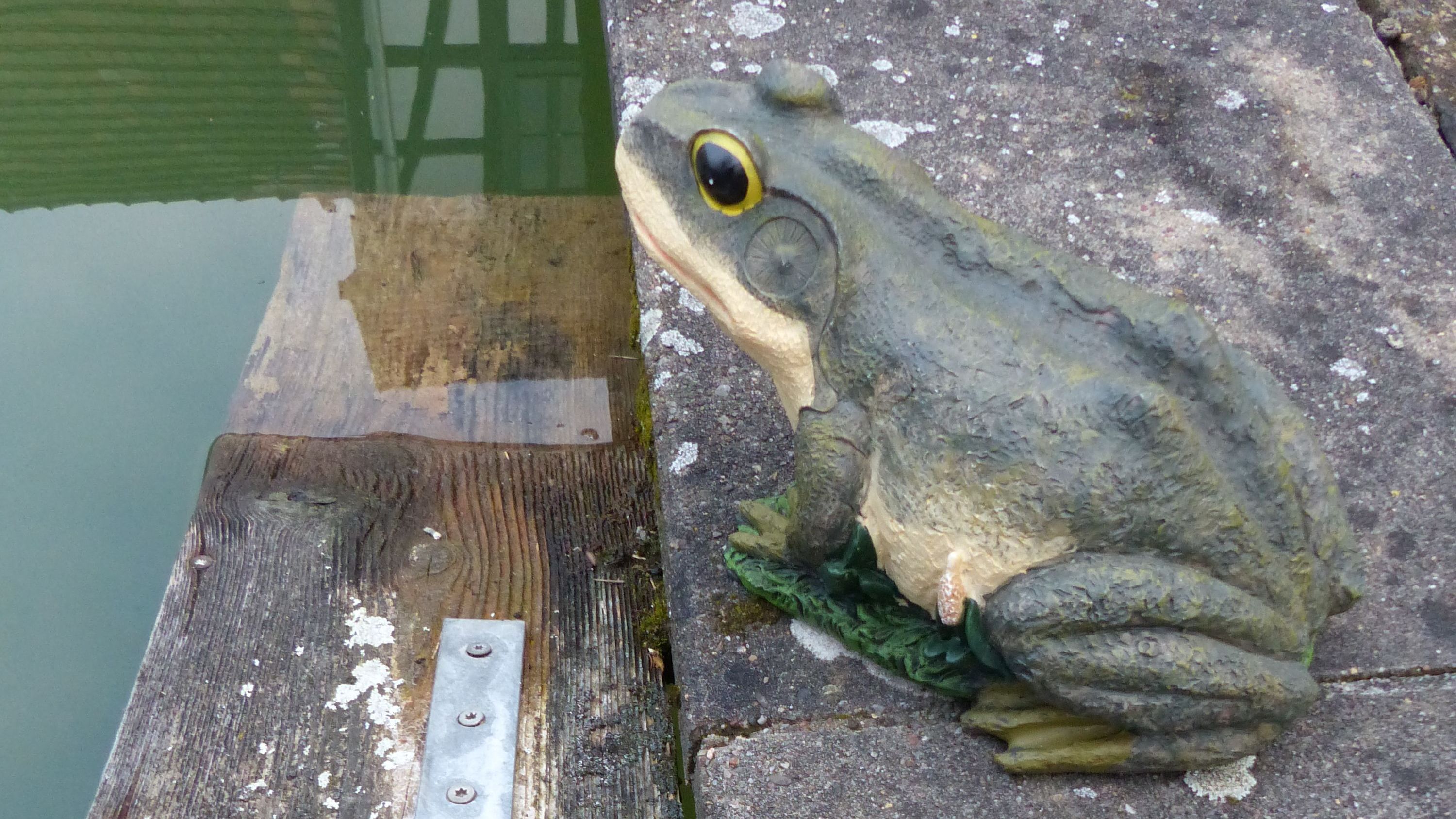 Vorsicht: Amphibienwanderung