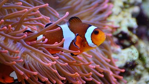 Nemo als Tiermodell für die Alternsforschung?