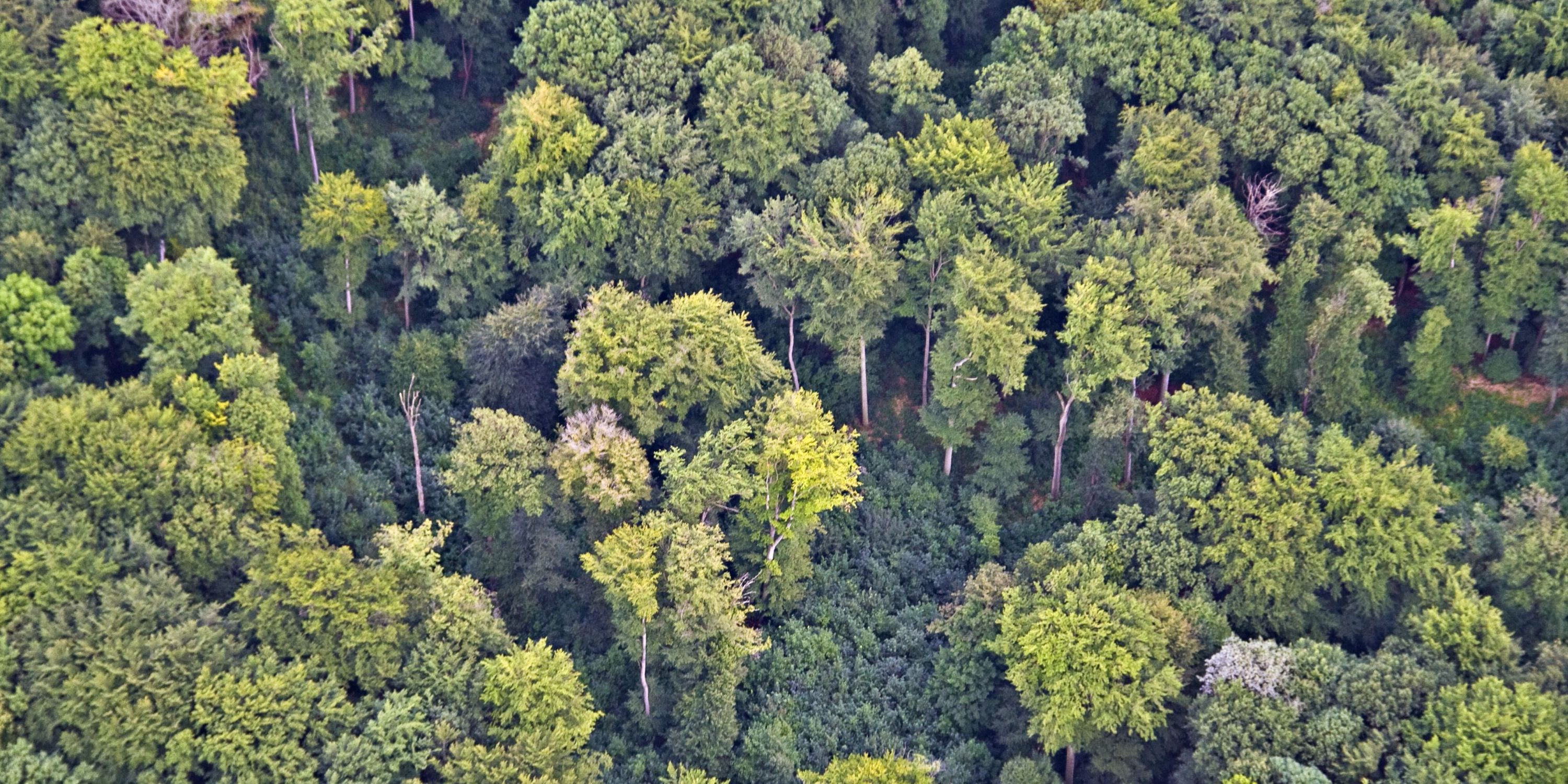 Infoveranstaltung „Waldzeit für trauernde Menschen“
