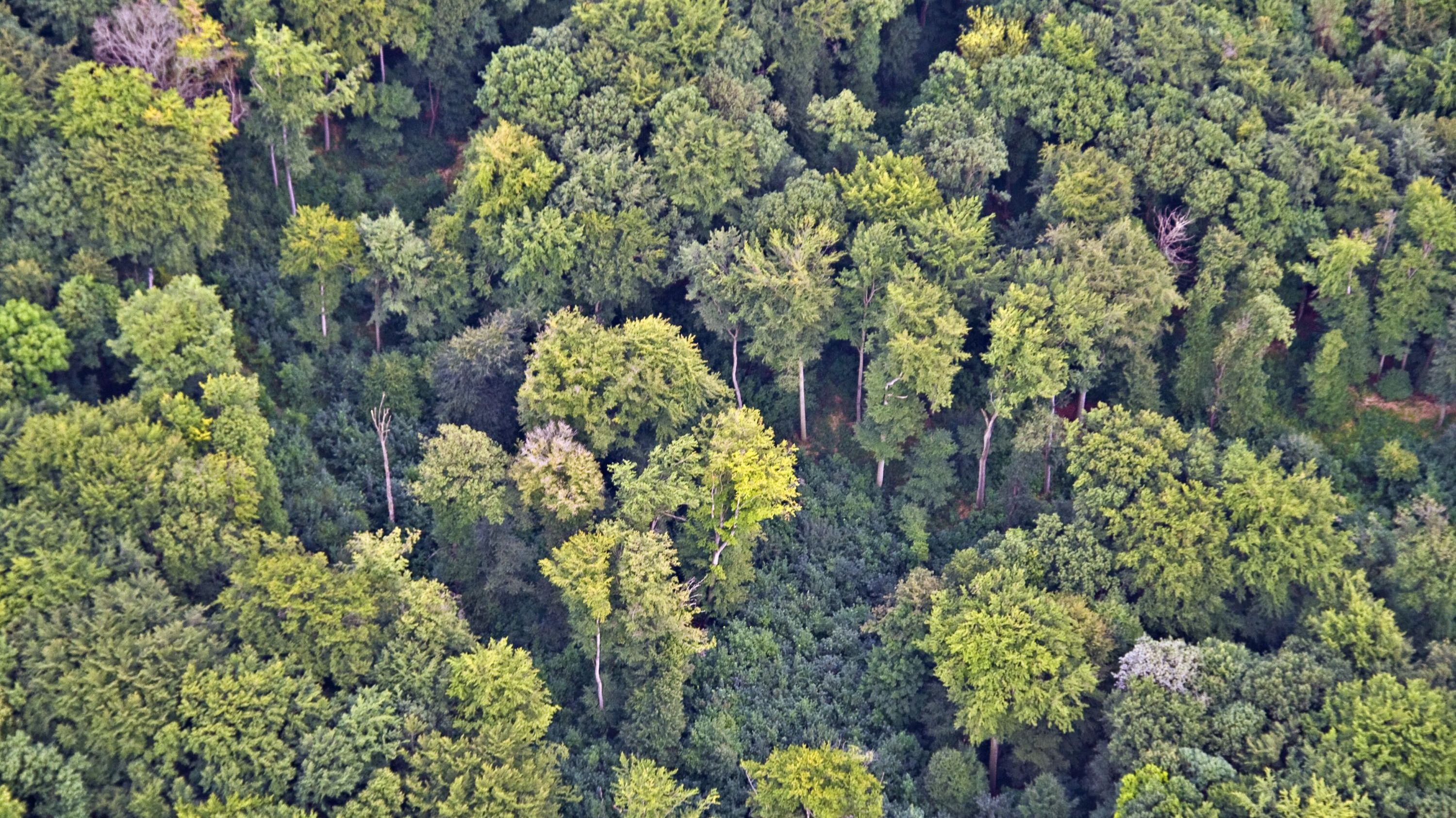 Infoveranstaltung „Waldzeit für trauernde Menschen“