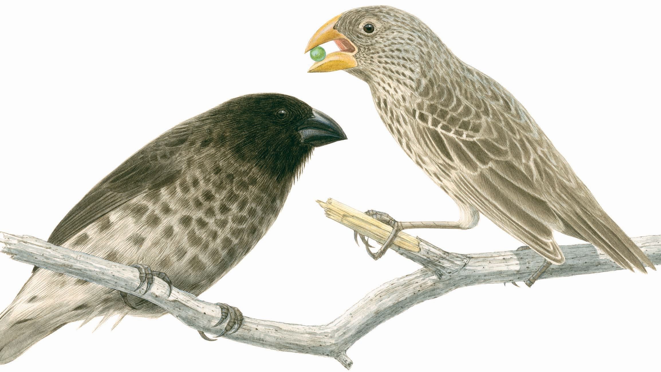 Evolution für die Hosentasche 