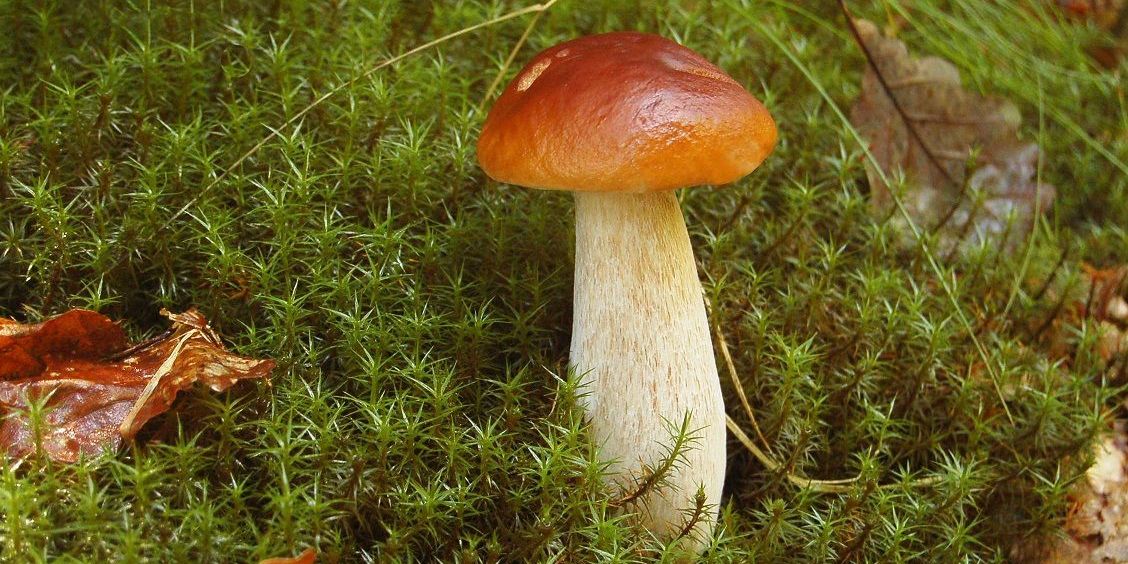 Waldpilzsaison startet verhalten: Es ist zu trocken Waldpilzsaison startet verhalten: Es ist zu trocken