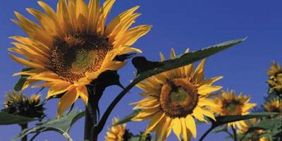 Ringvorlesung: Auftaktveranstaltung im Klima-Pavillon 