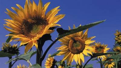Ringvorlesung: Auftaktveranstaltung im Klima-Pavillon 