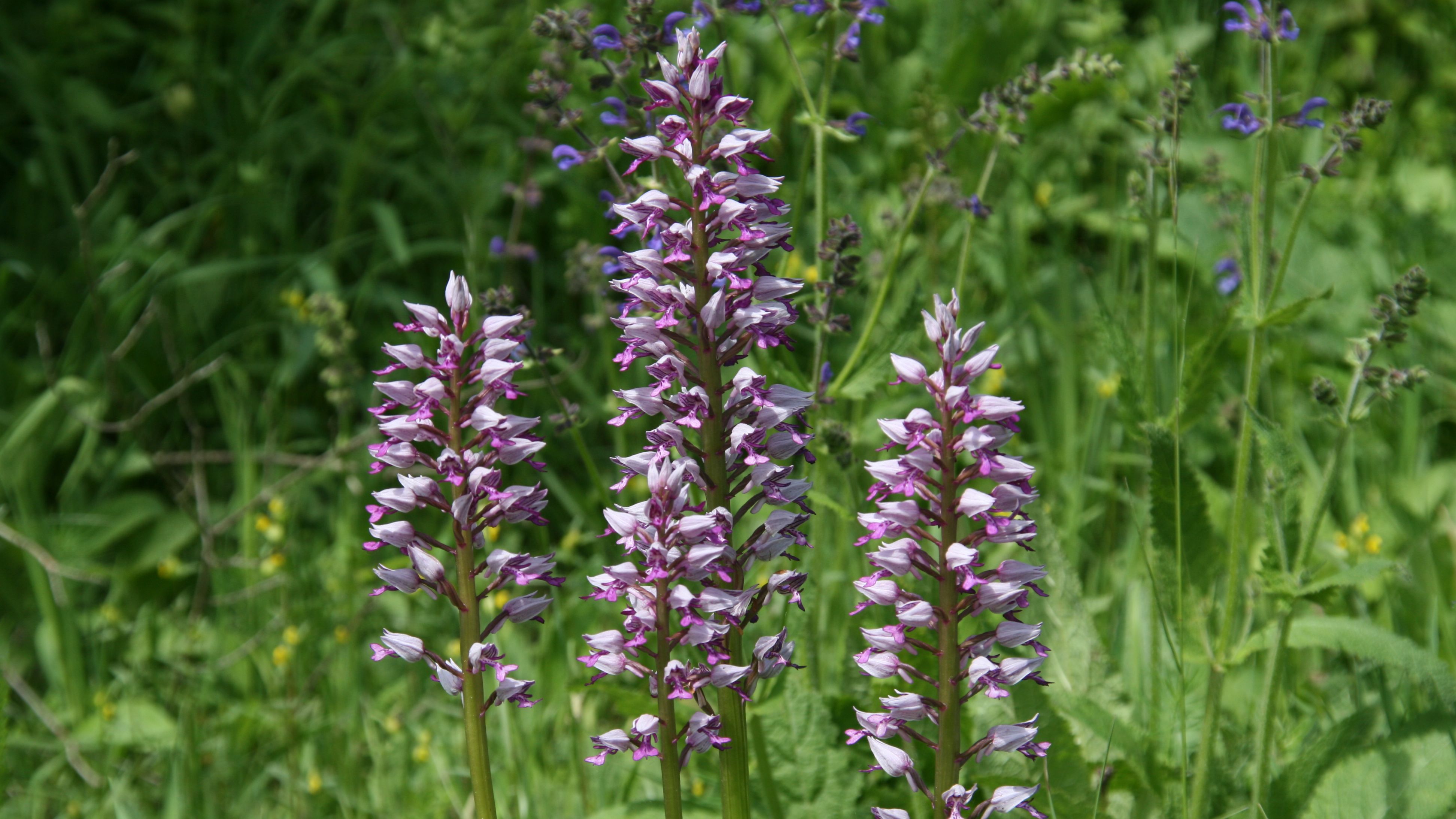 Mit der Umweltministerin zur Orchideenblüte 