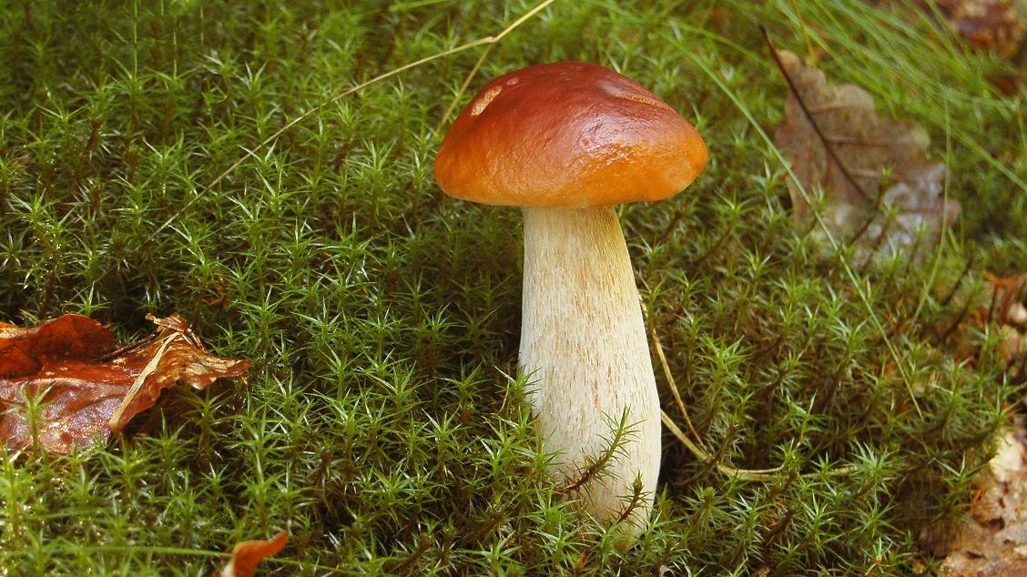 Waldpilzsaison startet verhalten: Es ist zu trocken