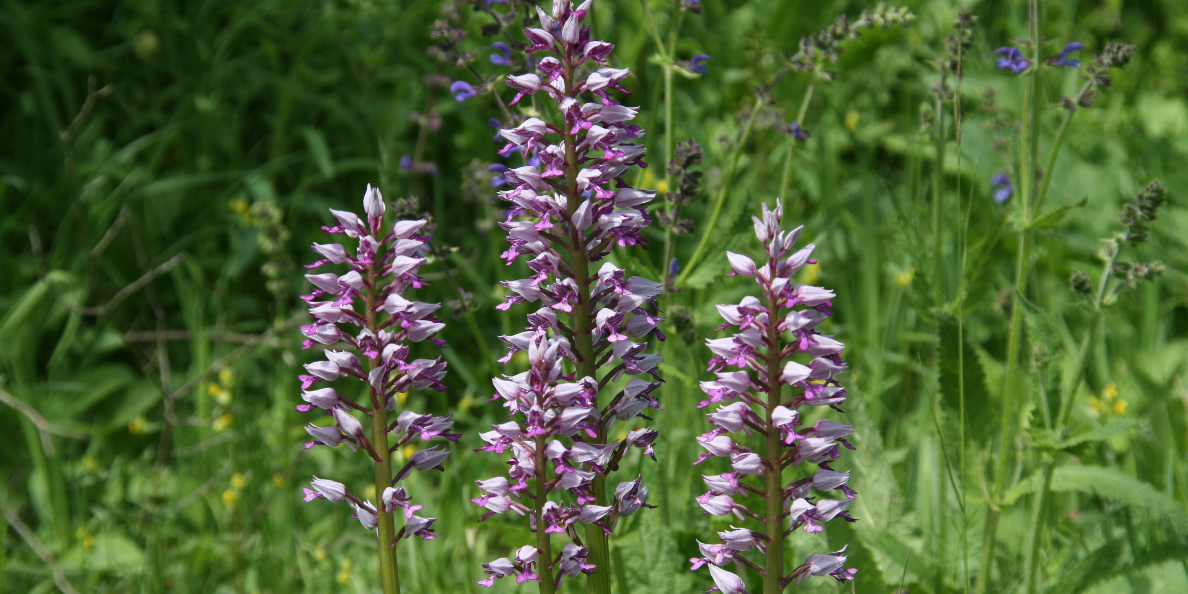 Mit der Umweltministerin zur Orchideenblüte 