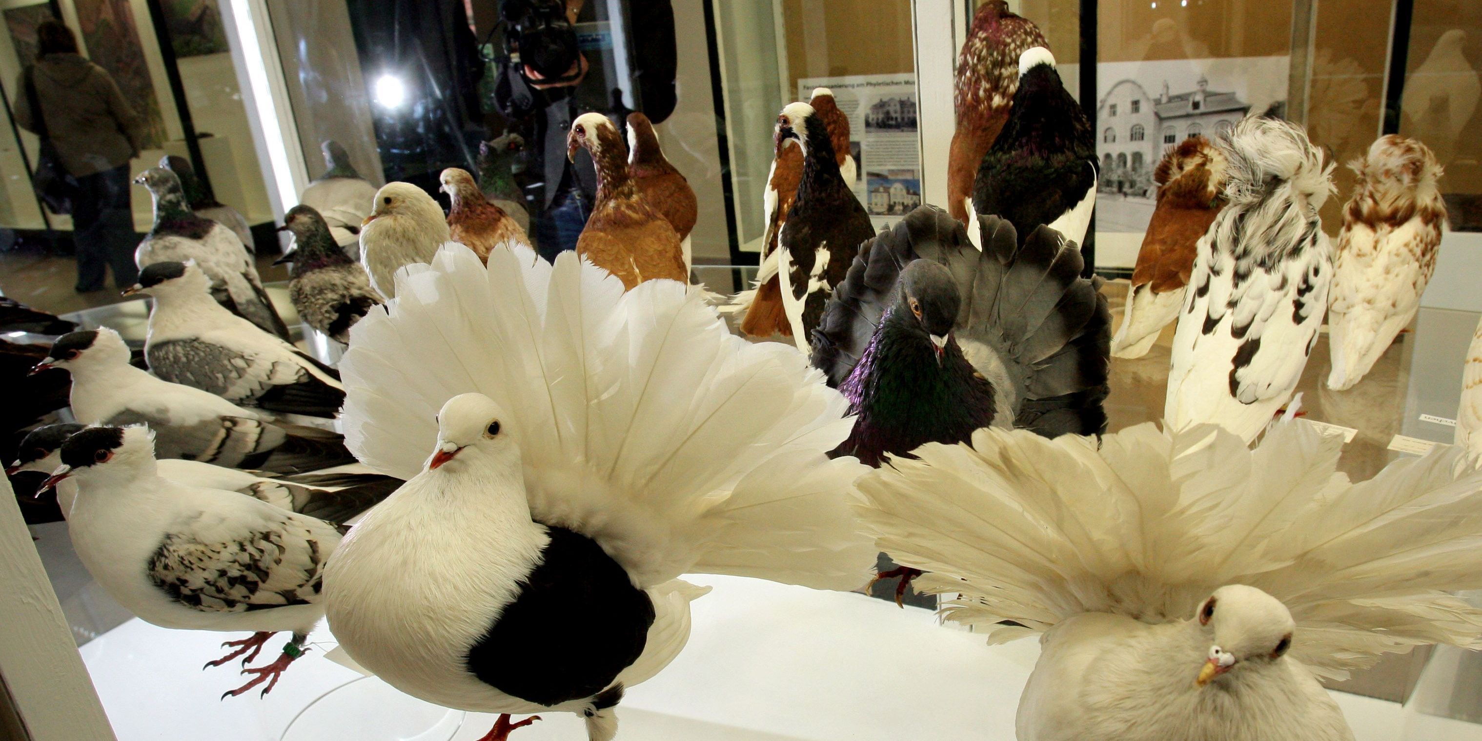 Sonderband über Ernst Haeckel 