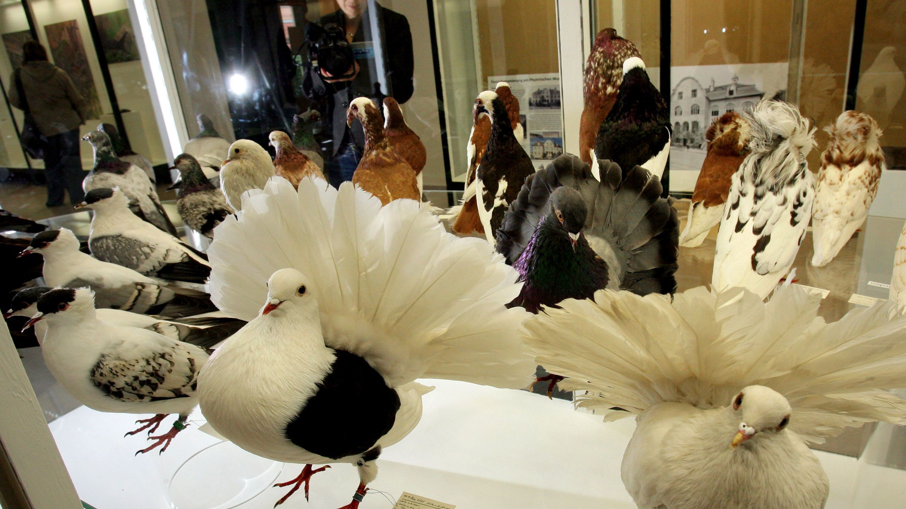 Sonderband über Ernst Haeckel 