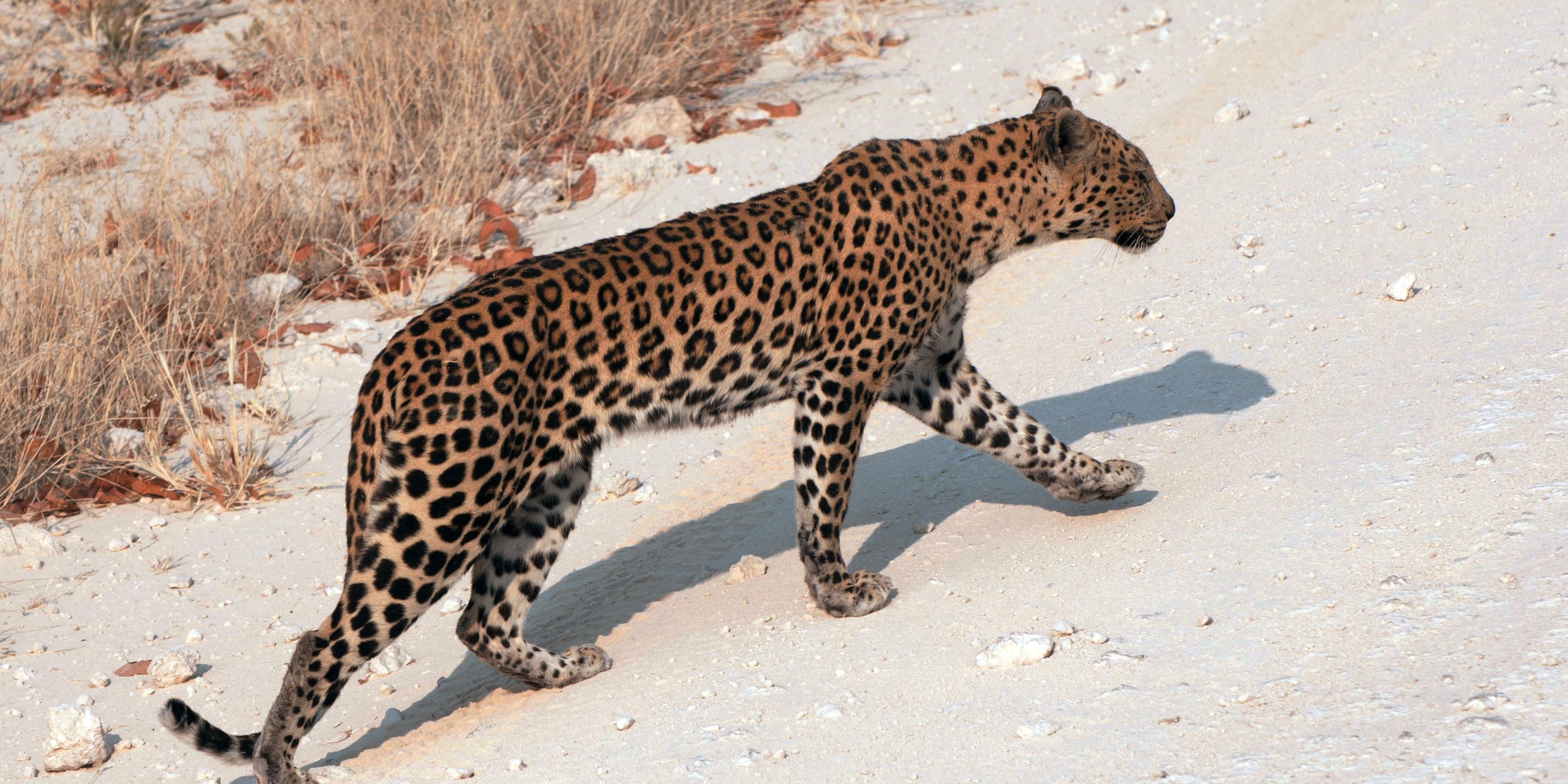 Forschung zur Anfälligkeit von Ökosystemen 